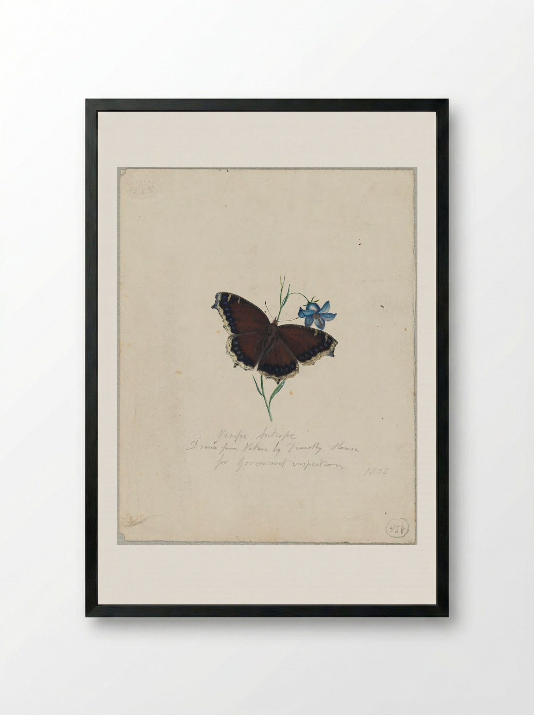 Vanessa antiopa (Mourning Cloak Butterfly) - Timothy House - Framed Print Black
