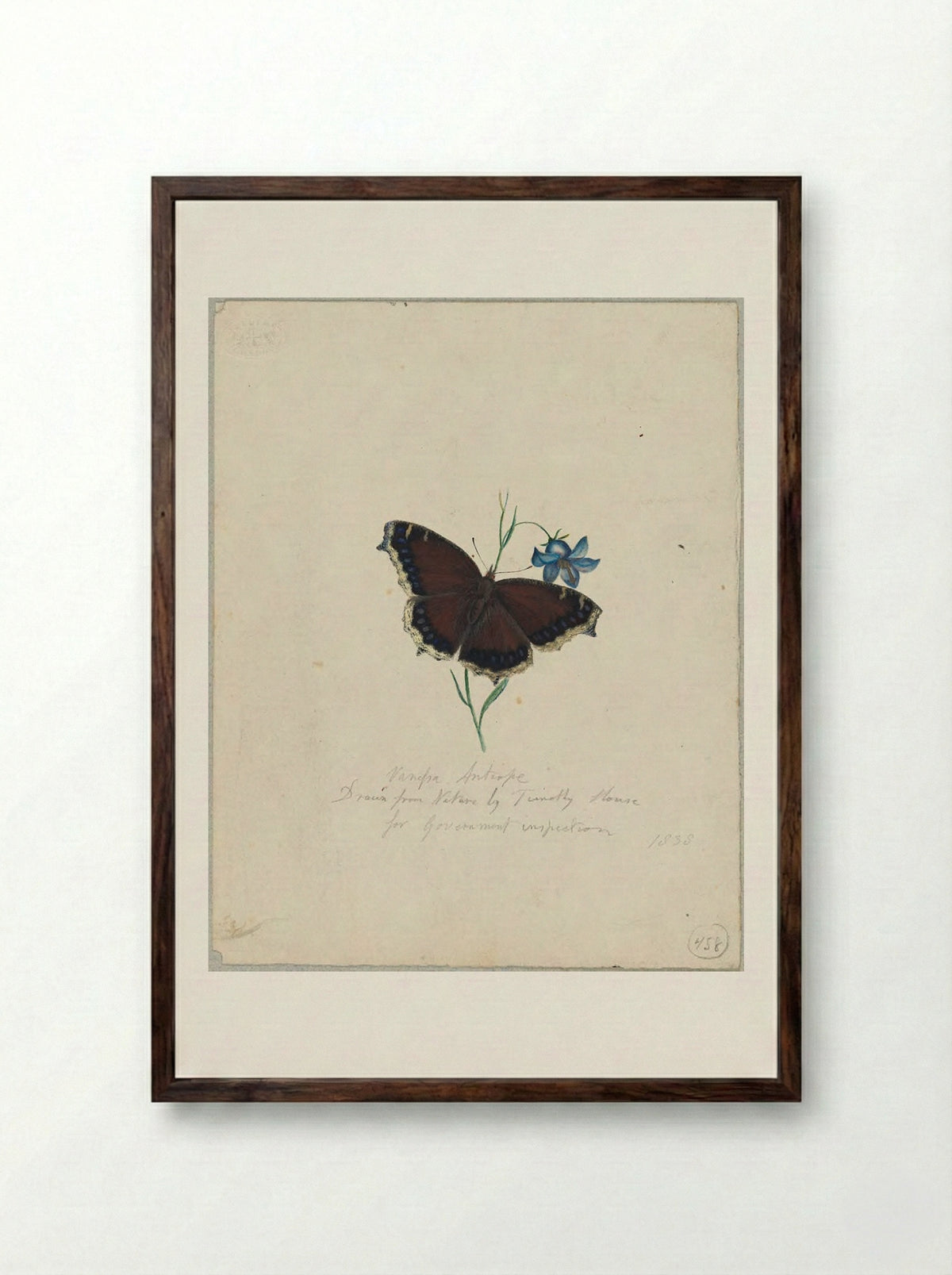 Vanessa antiopa (Mourning Cloak Butterfly) - Timothy House - Framed Print Dark Wood