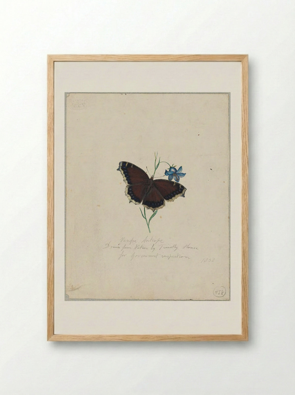 Vanessa antiopa (Mourning Cloak Butterfly) - Timothy House - Framed Print Wood