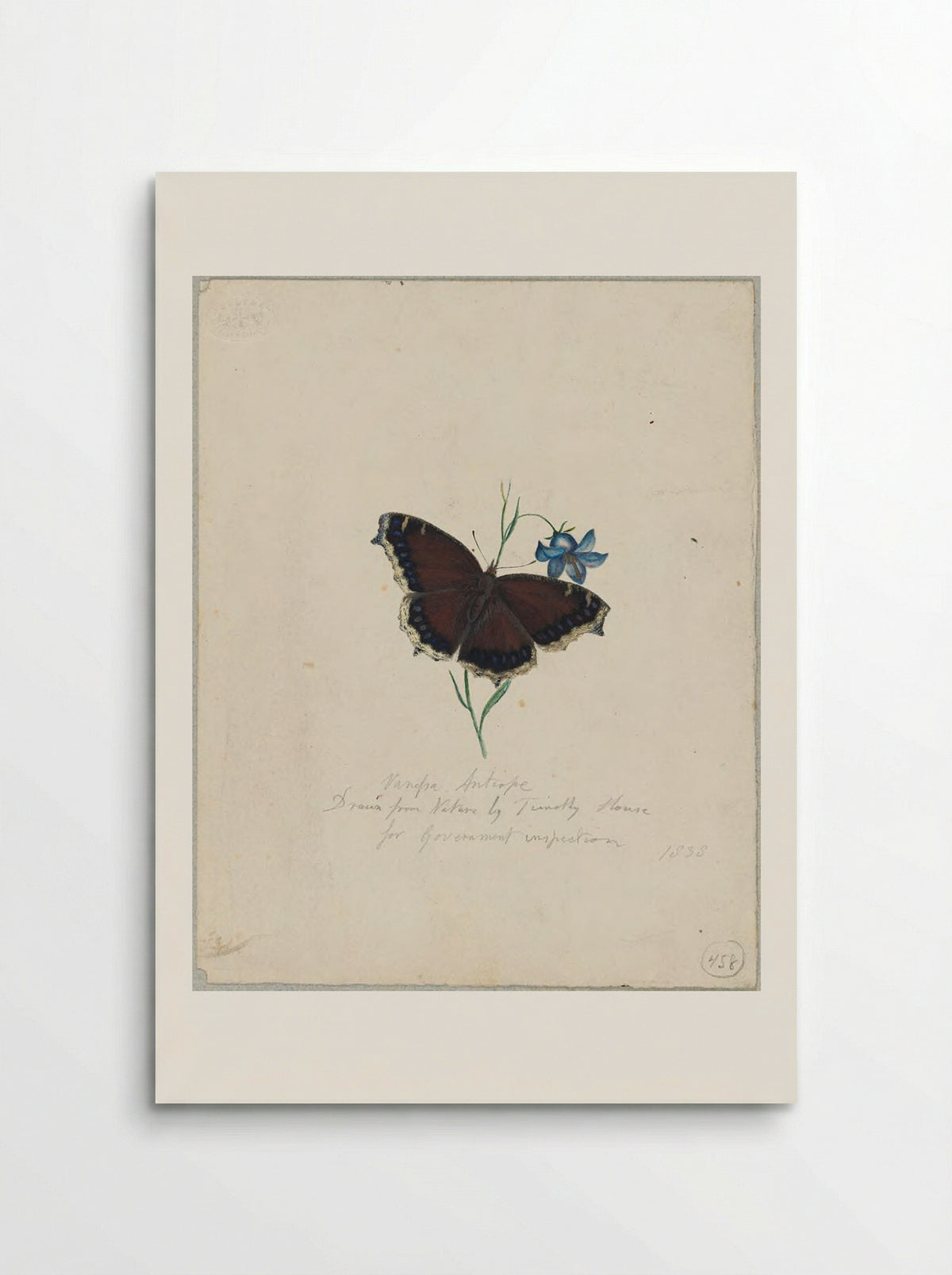 Vanessa antiopa (Mourning Cloak Butterfly) - Timothy House - Poster