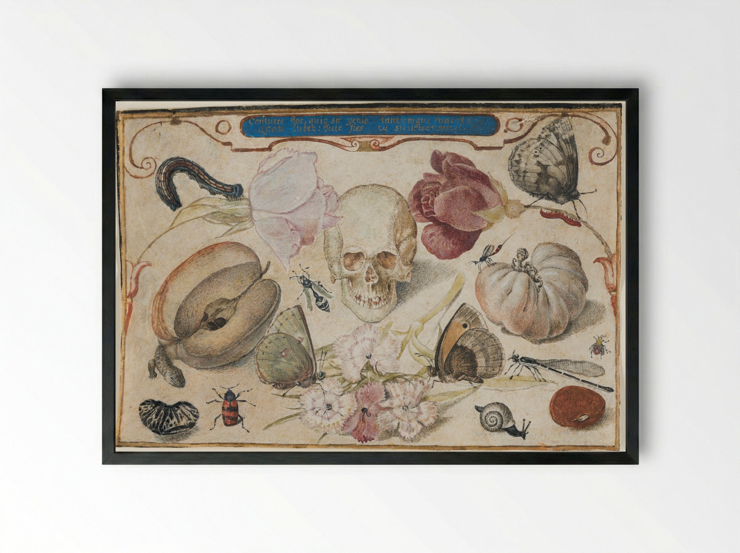 Vanitas - Joris Hoefnagel - Framed Print Black