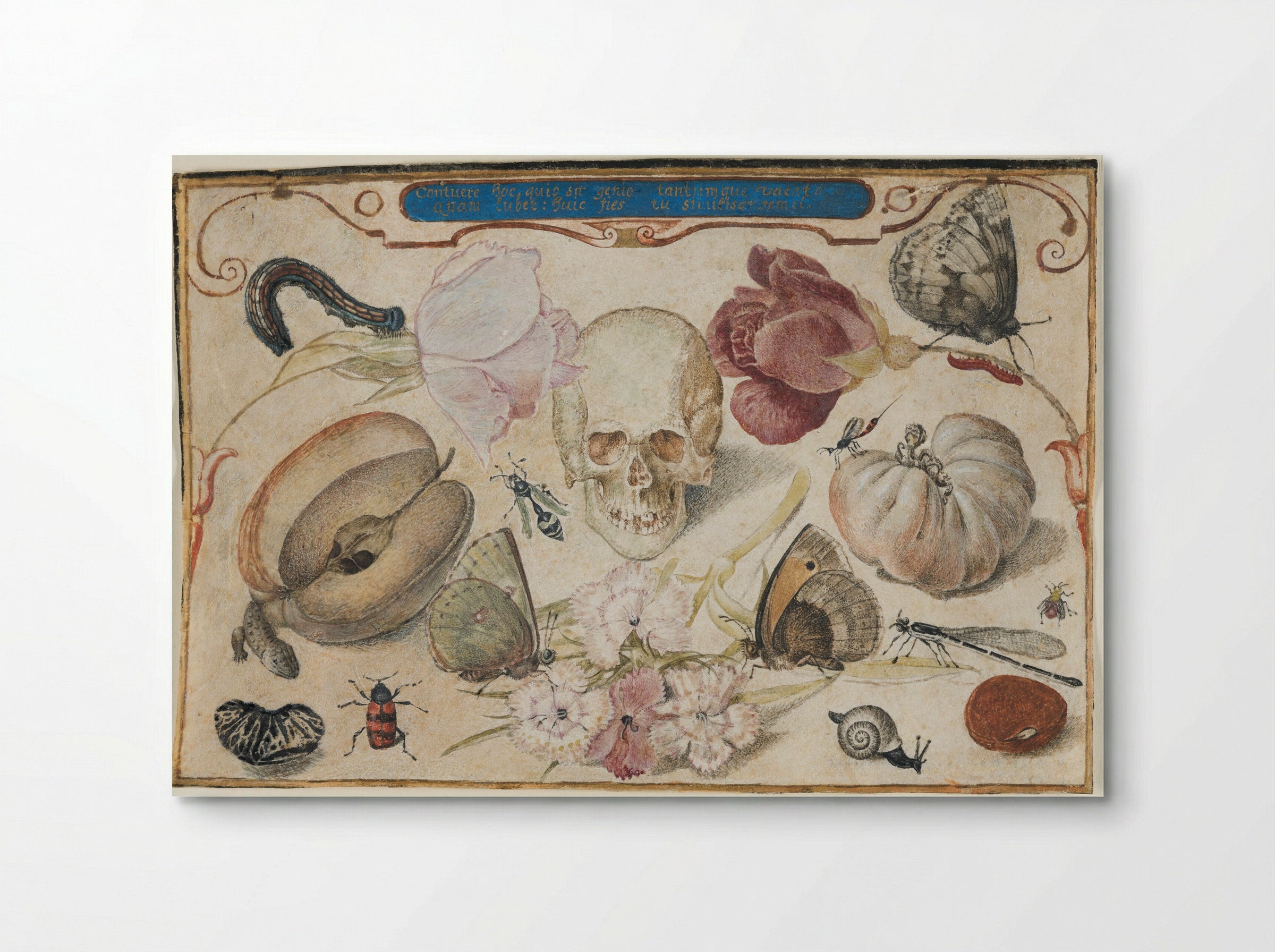 Vanitas - Joris Hoefnagel - Poster