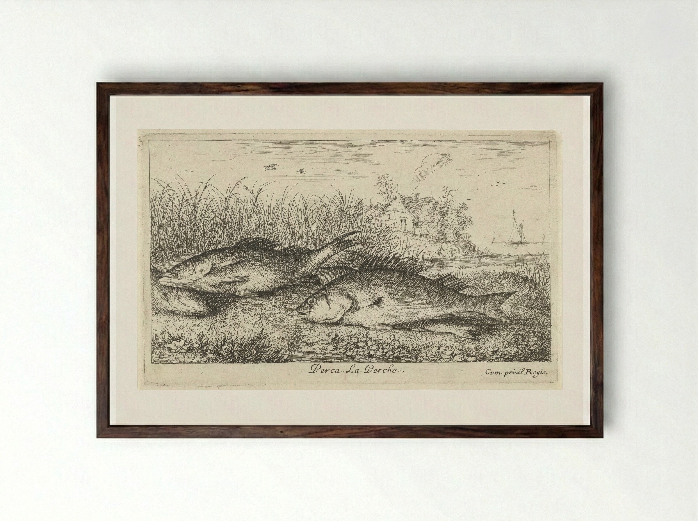 Vier baarzen op een rivieroever - Jacques van Merlen - Framed Print Dark Wood