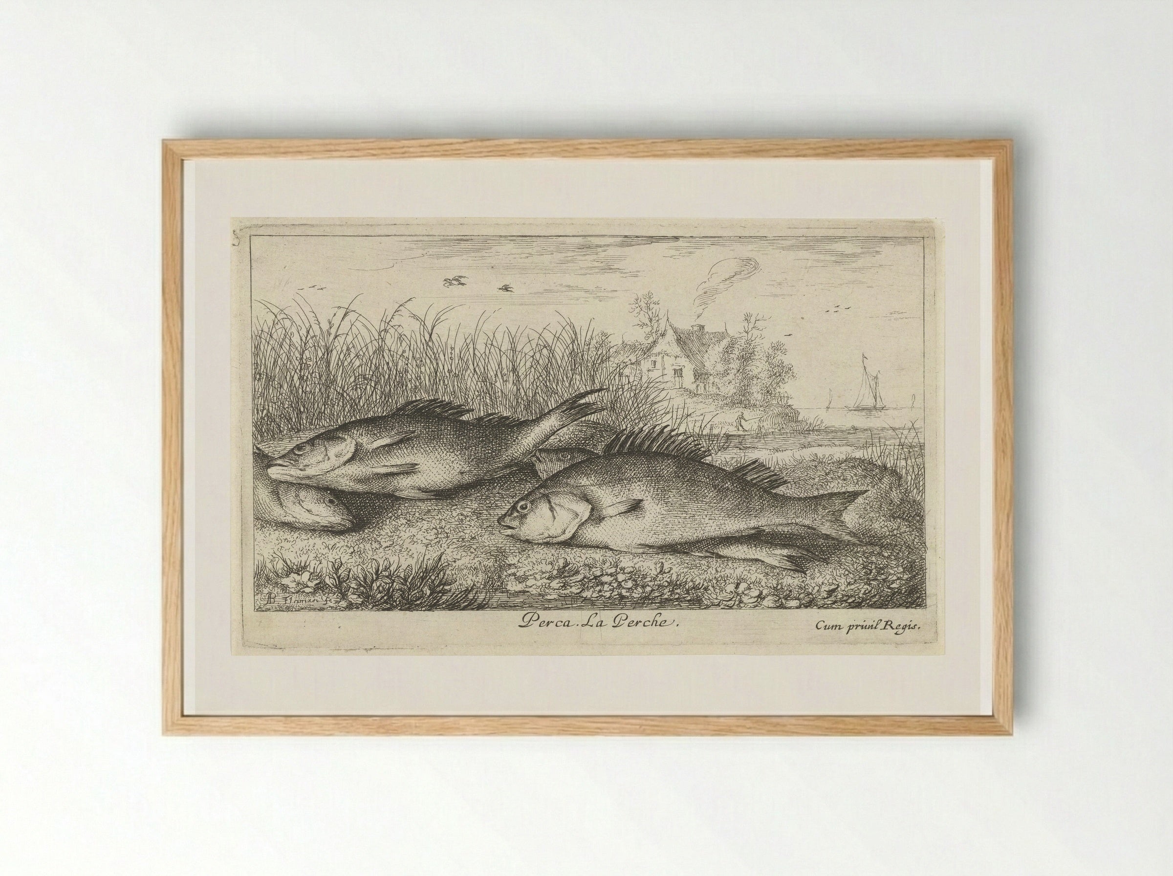 Vier baarzen op een rivieroever - Jacques van Merlen - Framed Print Wood