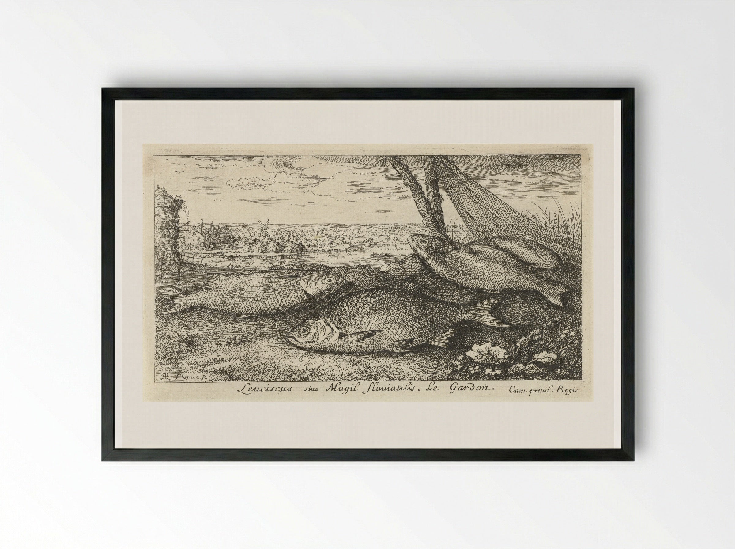 Vier blankvoornen bij een visnet - Albert Flamen - Framed Print Black