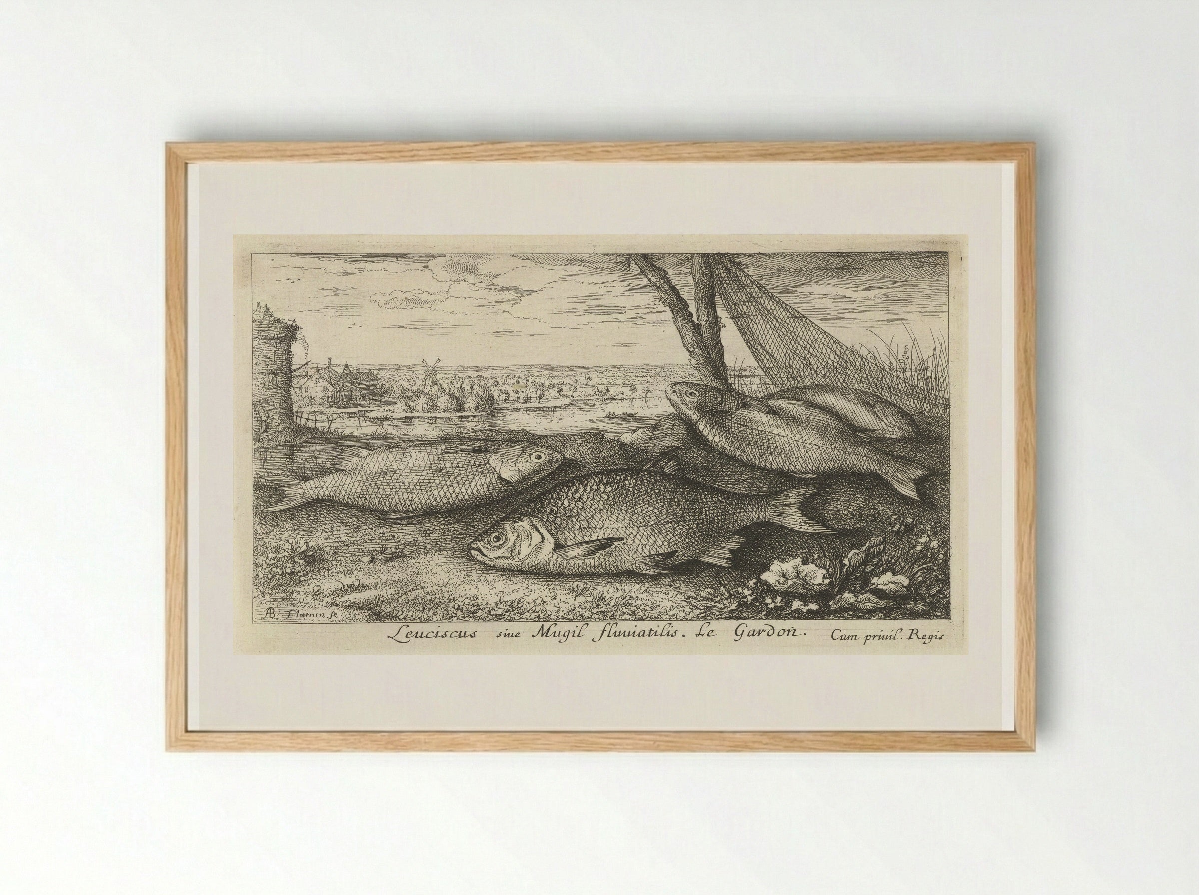 Vier blankvoornen bij een visnet - Albert Flamen - Framed Print Wood