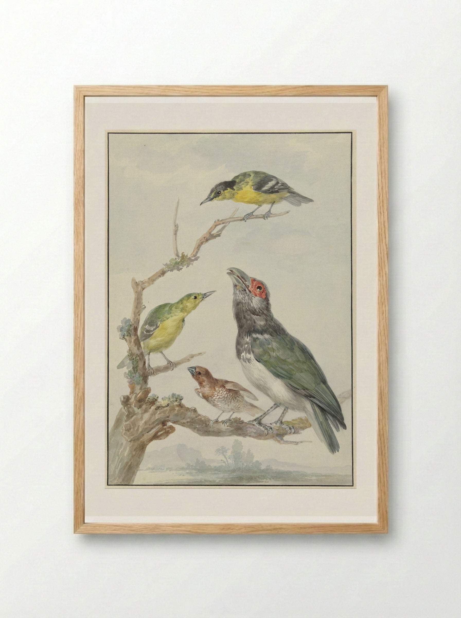 Vier verschillende vogels op een tak - Aert Schouman - Framed Print Wood