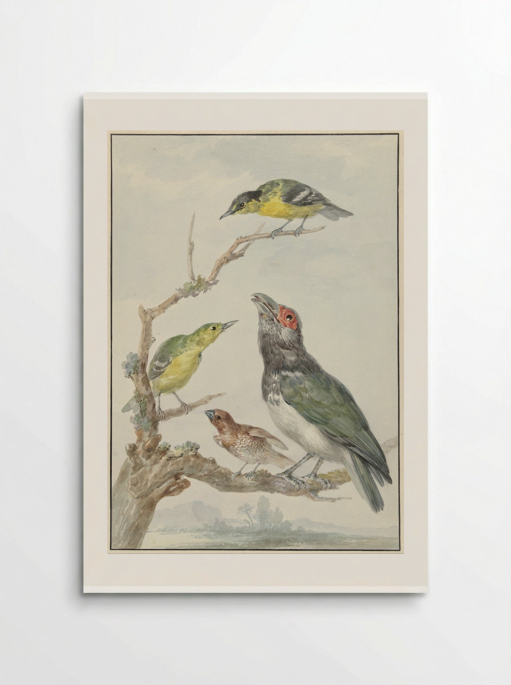 Vier verschillende vogels op een tak - Aert Schouman - Poster