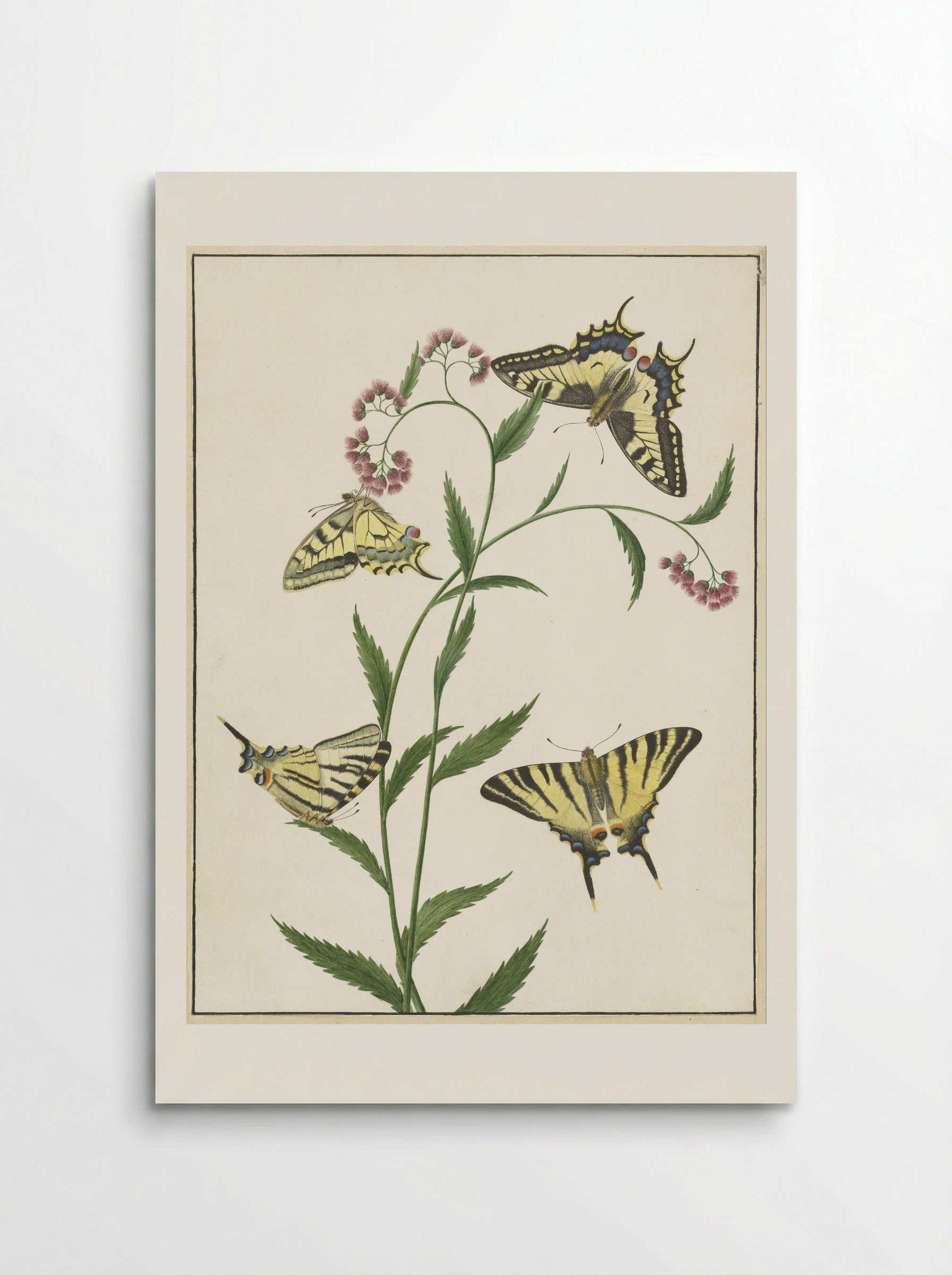 Vier vlinders op bloemen - Paulus Knogh - Poster