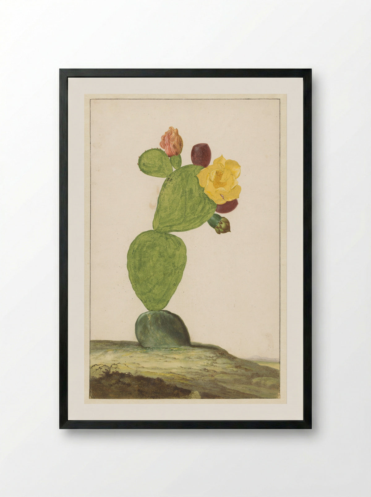 Vijgcactus in bloei - Willem de Heer - Framed Print Black