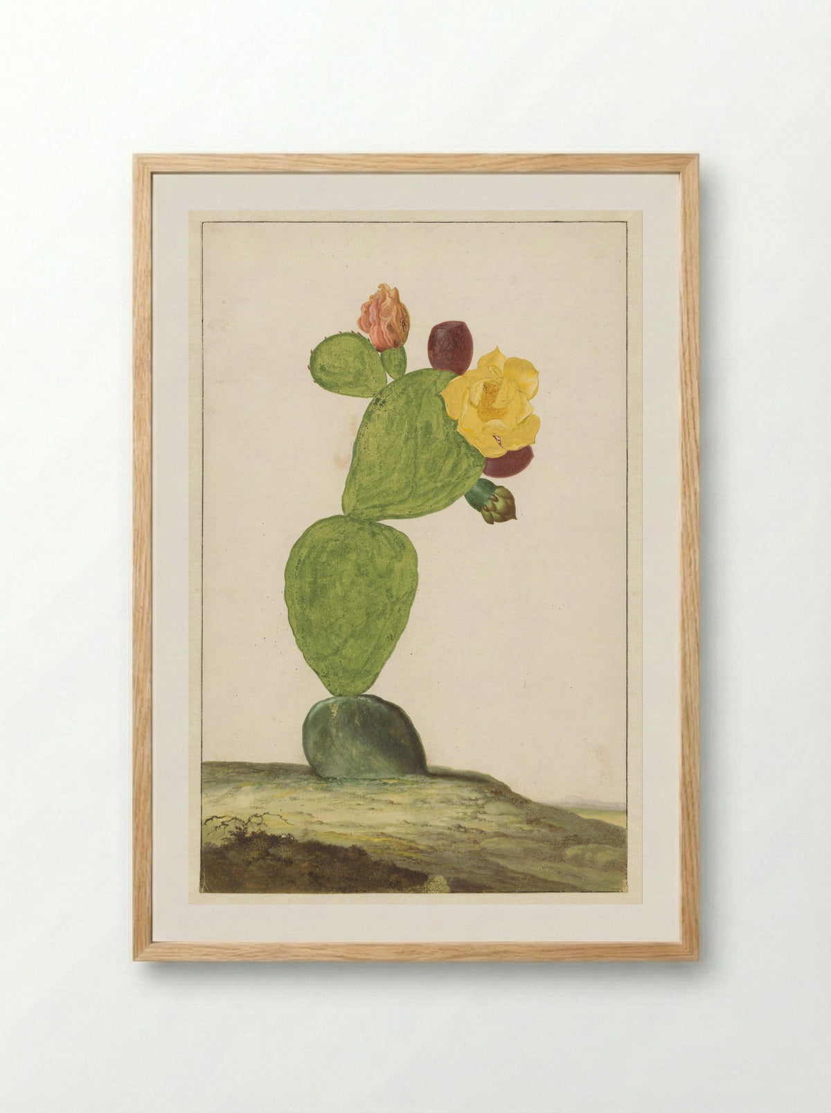 Vijgcactus in bloei - Willem de Heer - Framed Print Wood