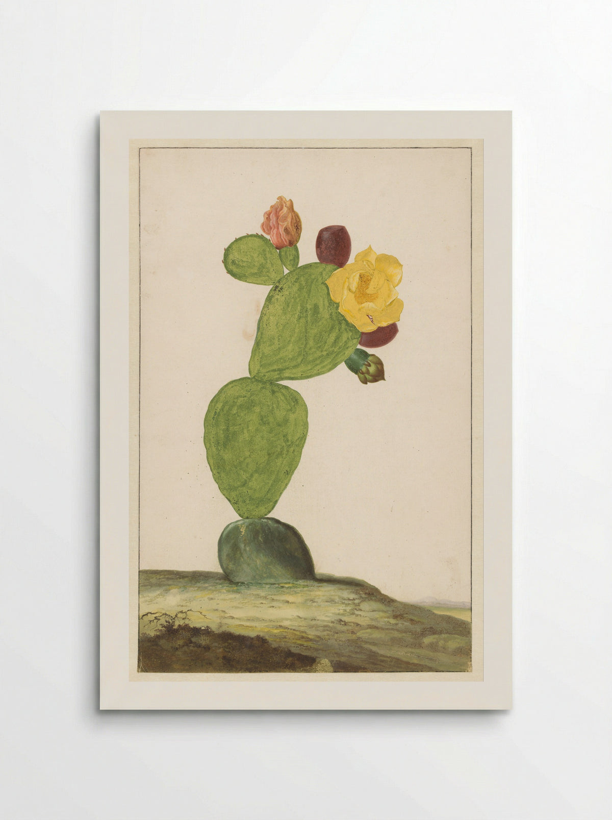 Vijgcactus in bloei - Willem de Heer - Poster