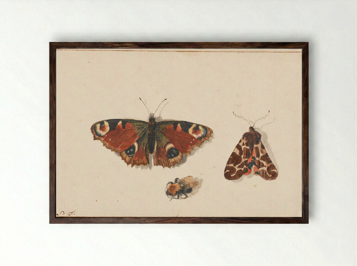 Vlinder, nachtvlinder en hommel - Johannes Bronkhorst - Framed Print Dark Wood