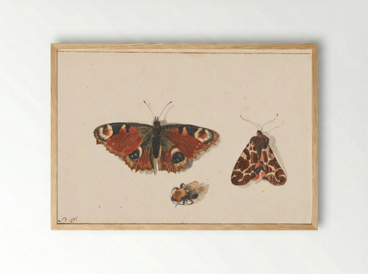 Vlinder, nachtvlinder en hommel - Johannes Bronkhorst - Framed Print Wood