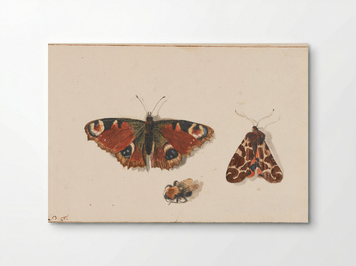 Vlinder, nachtvlinder en hommel - Johannes Bronkhorst - Poster