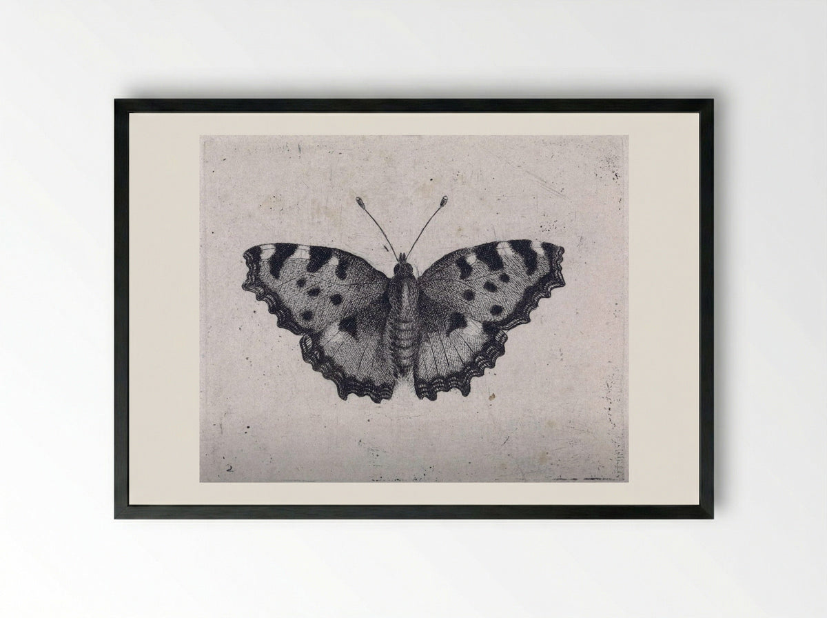 Vlinder - Pieter Lyonet - Framed Print Black