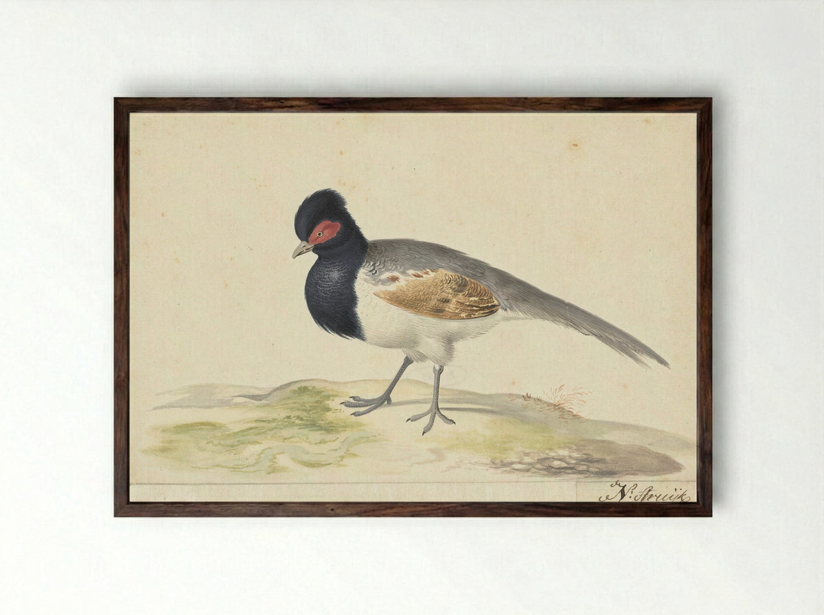 Vogel met grijze staartveren, zwarte kop met rode vlek, naar links - Nicolaas Struyk - Framed Print Dark Wood