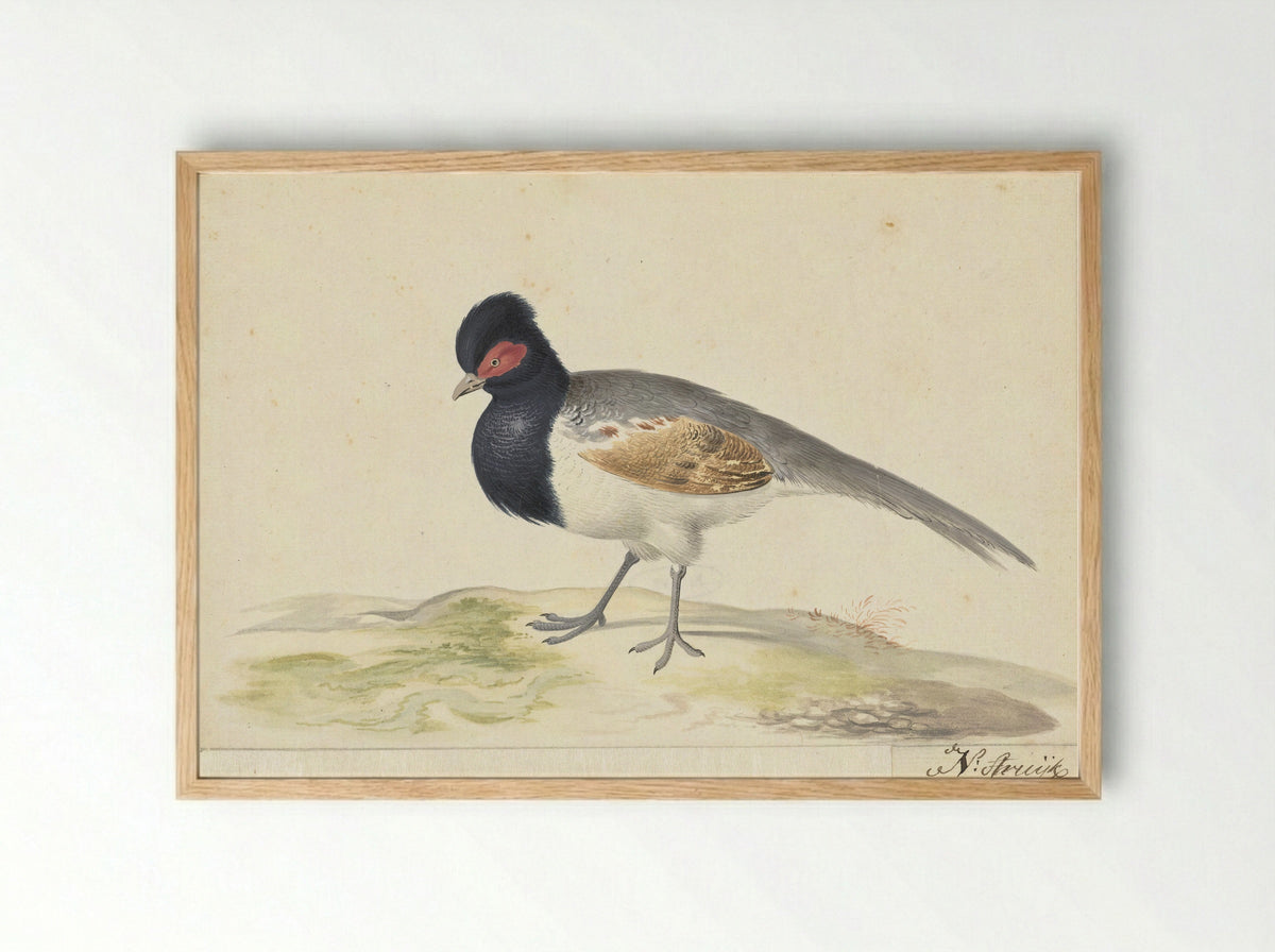 Vogel met grijze staartveren, zwarte kop met rode vlek, naar links - Nicolaas Struyk - Framed Print Wood