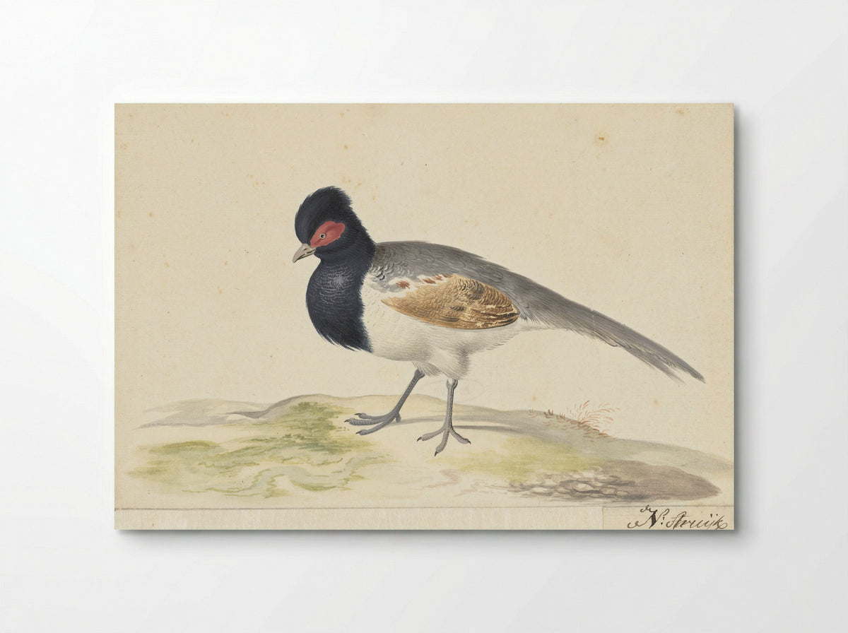 Vogel met grijze staartveren, zwarte kop met rode vlek, naar links - Nicolaas Struyk - Poster