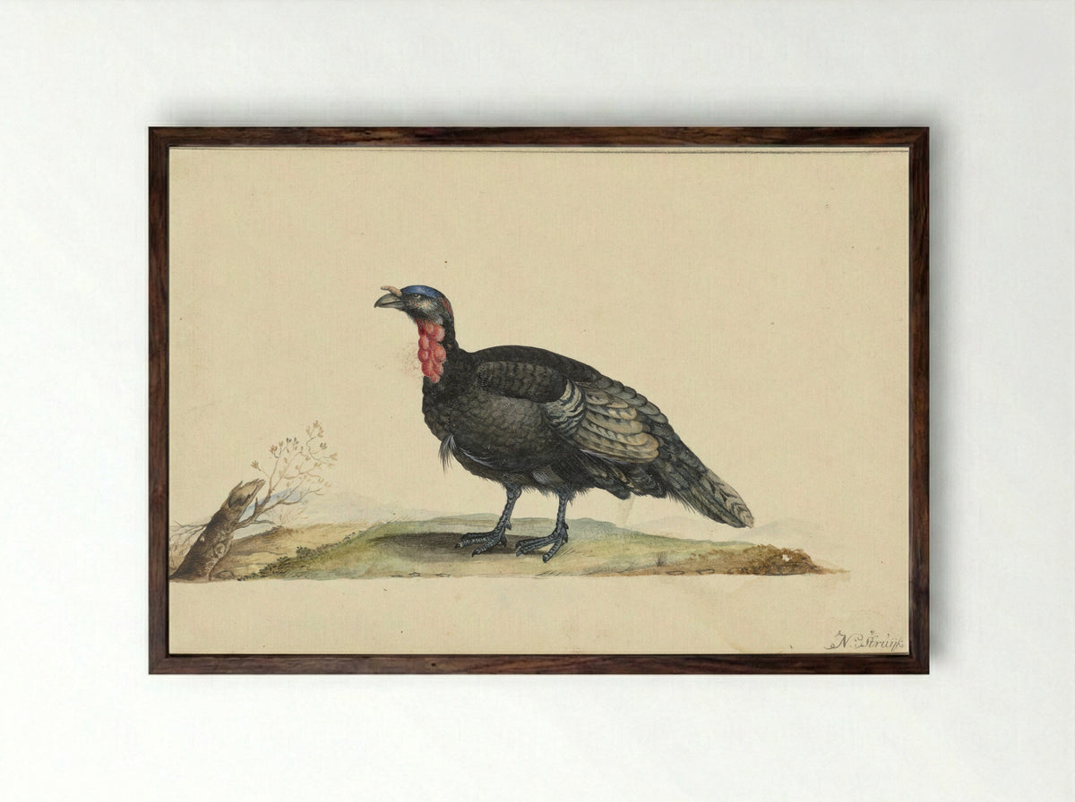 Vogel met zwarte veren en een rode krop - Nicolaas Struyk - Framed Print Dark Wood