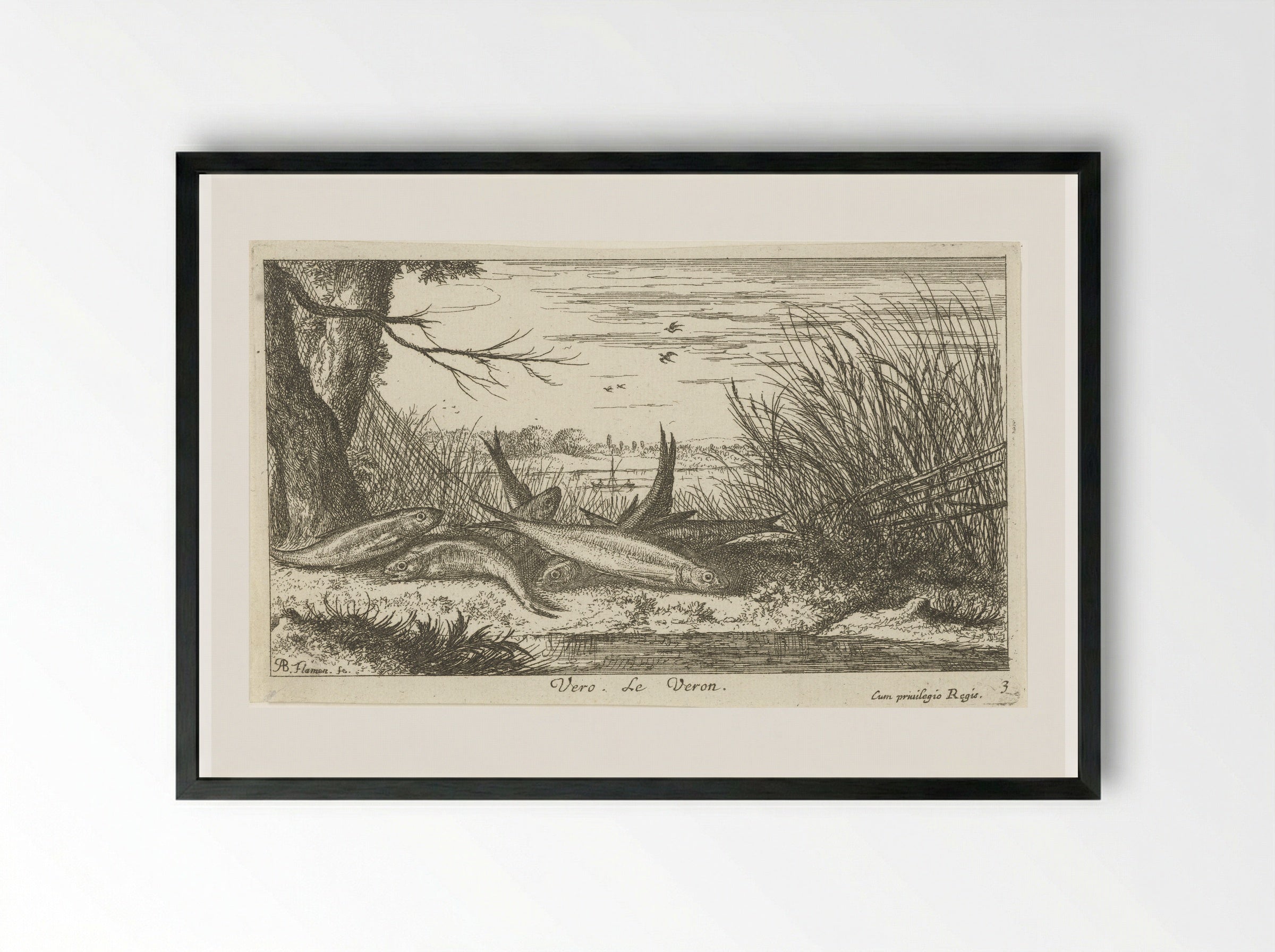 Voornen op een rivieroever - Albert Flamen - Framed Print Black
