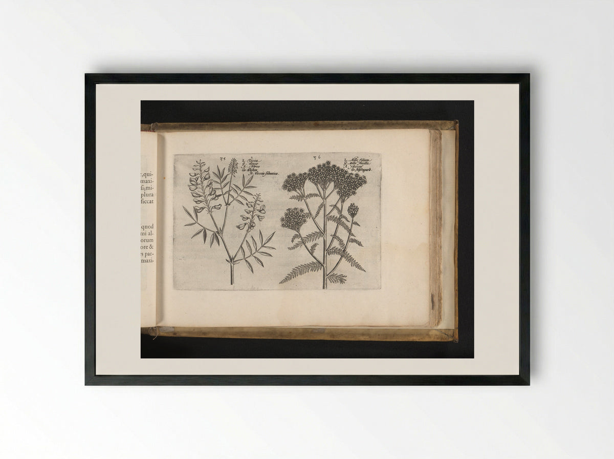 Wikke en duizendblad - Johannes Janssonius - Framed Print Black