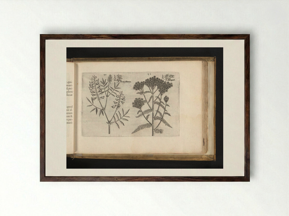 Wikke en duizendblad - Johannes Janssonius - Framed Print Dark Wood