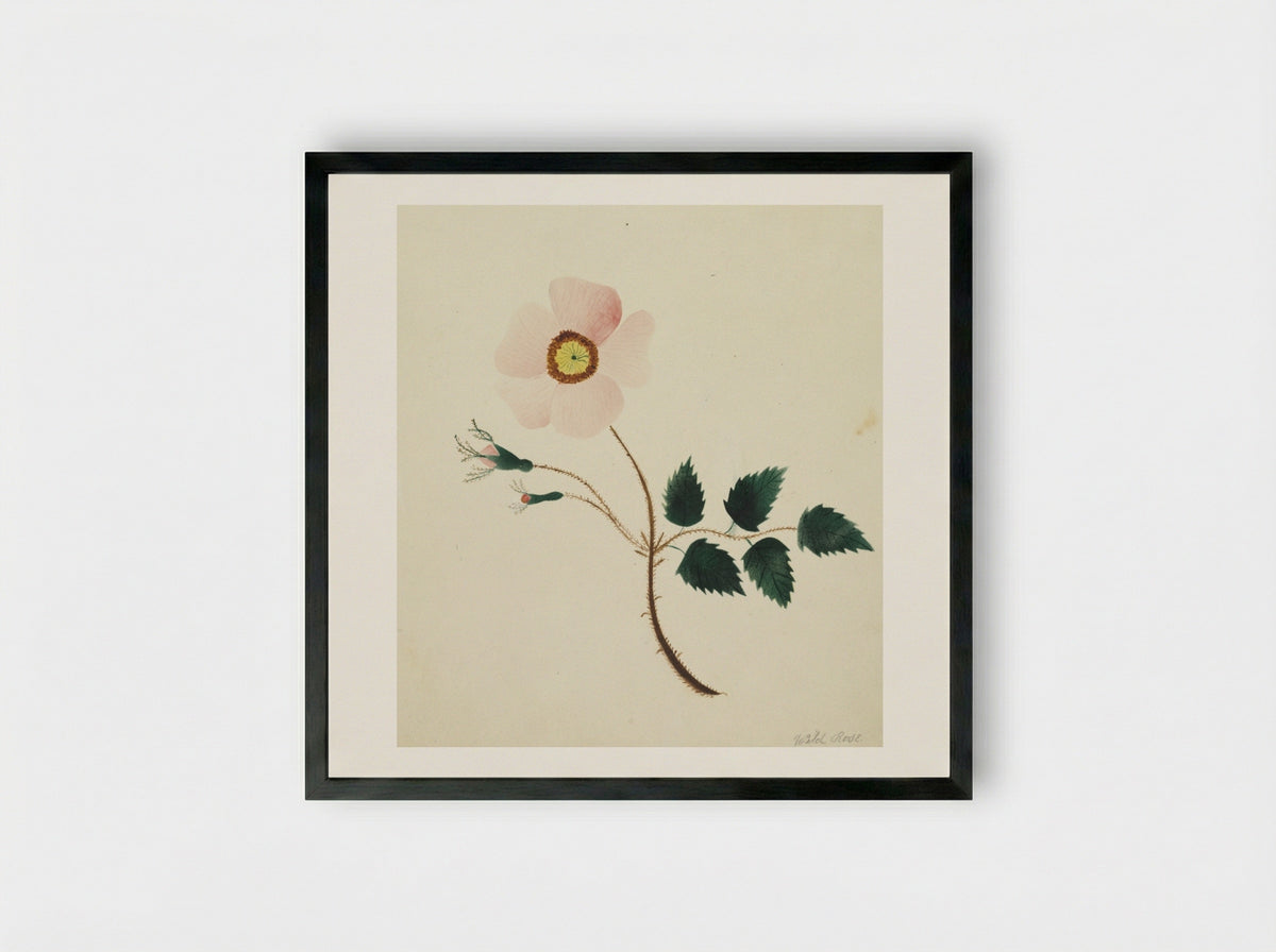 Wild Rose - Mary Altha Nims - Framed Print Black