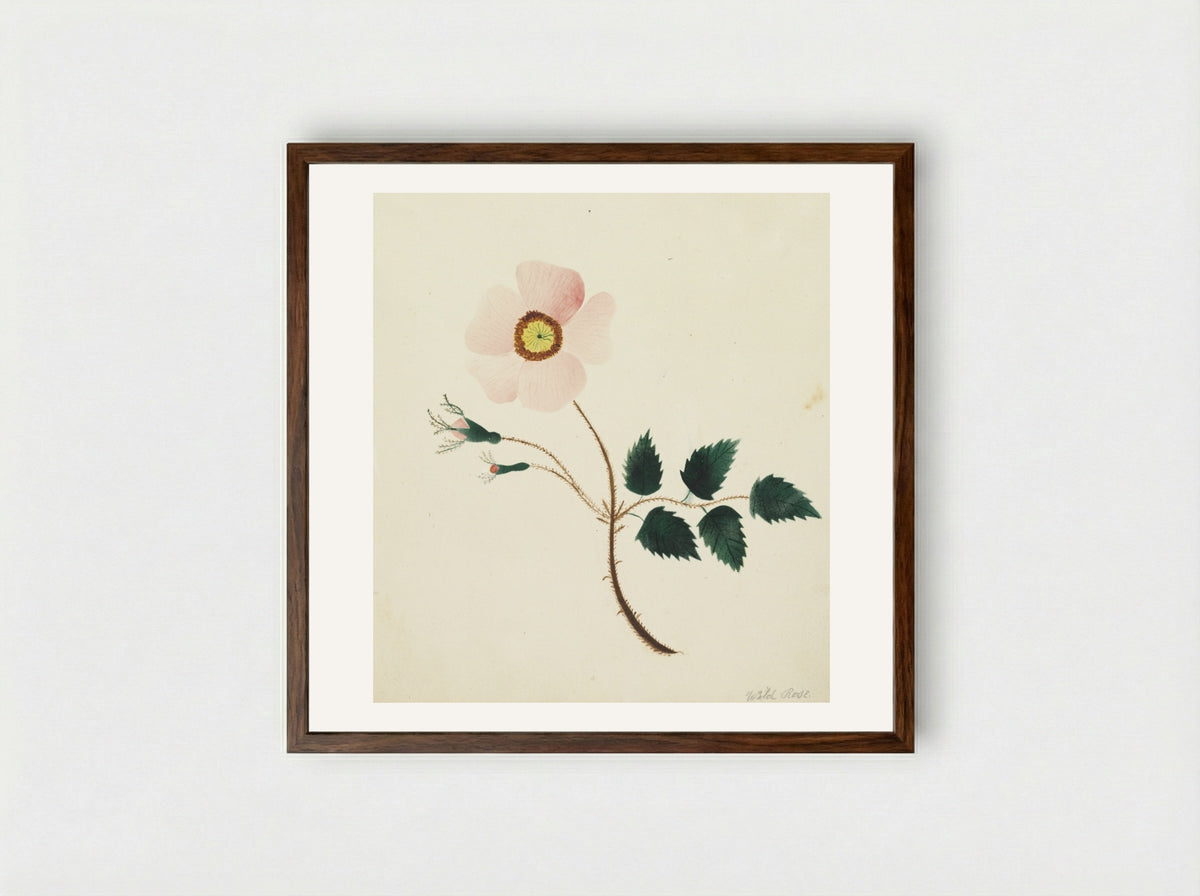 Wild Rose - Mary Altha Nims - Framed Print Dark Wood