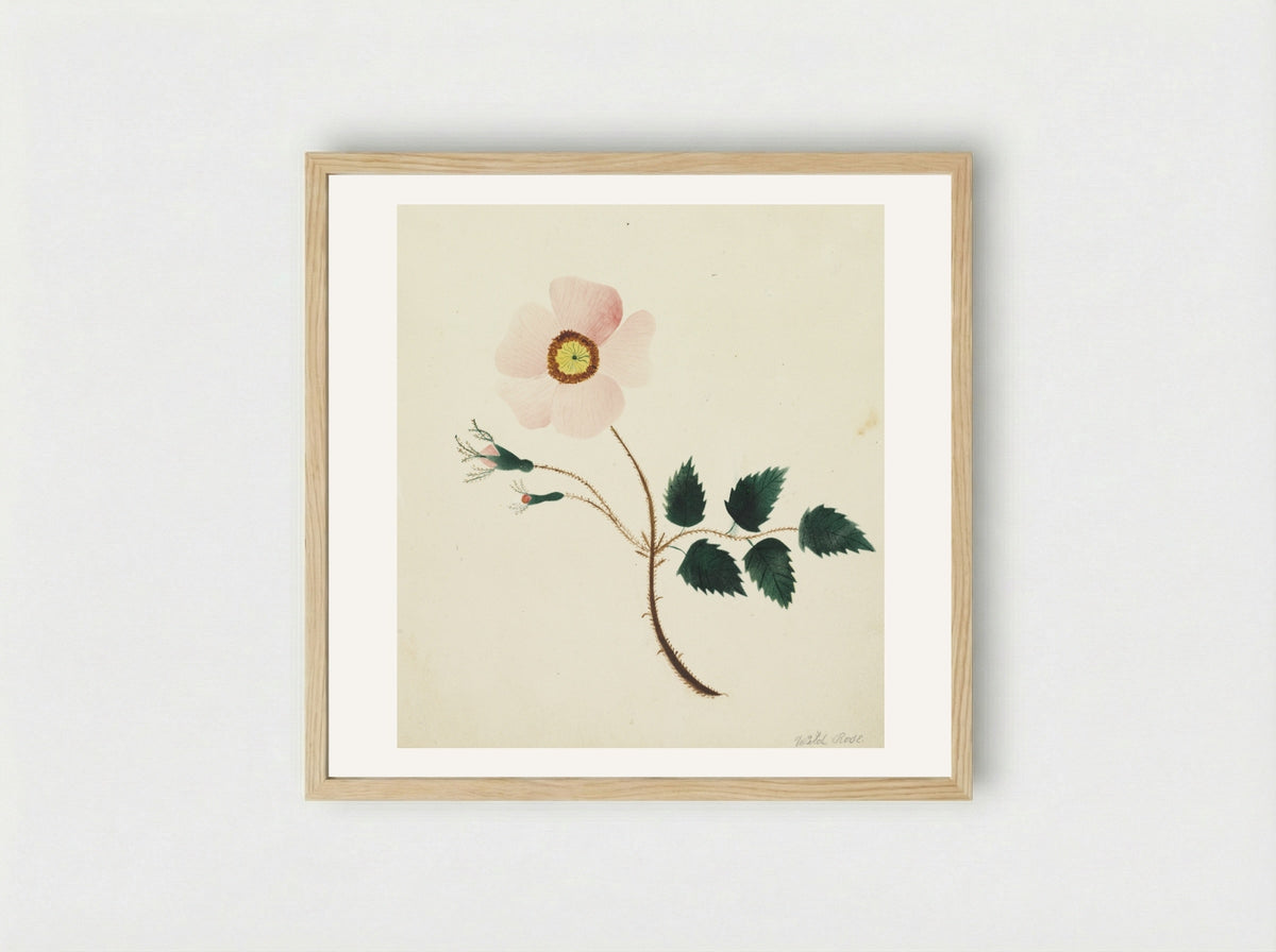Wild Rose - Mary Altha Nims - Framed Print Wood