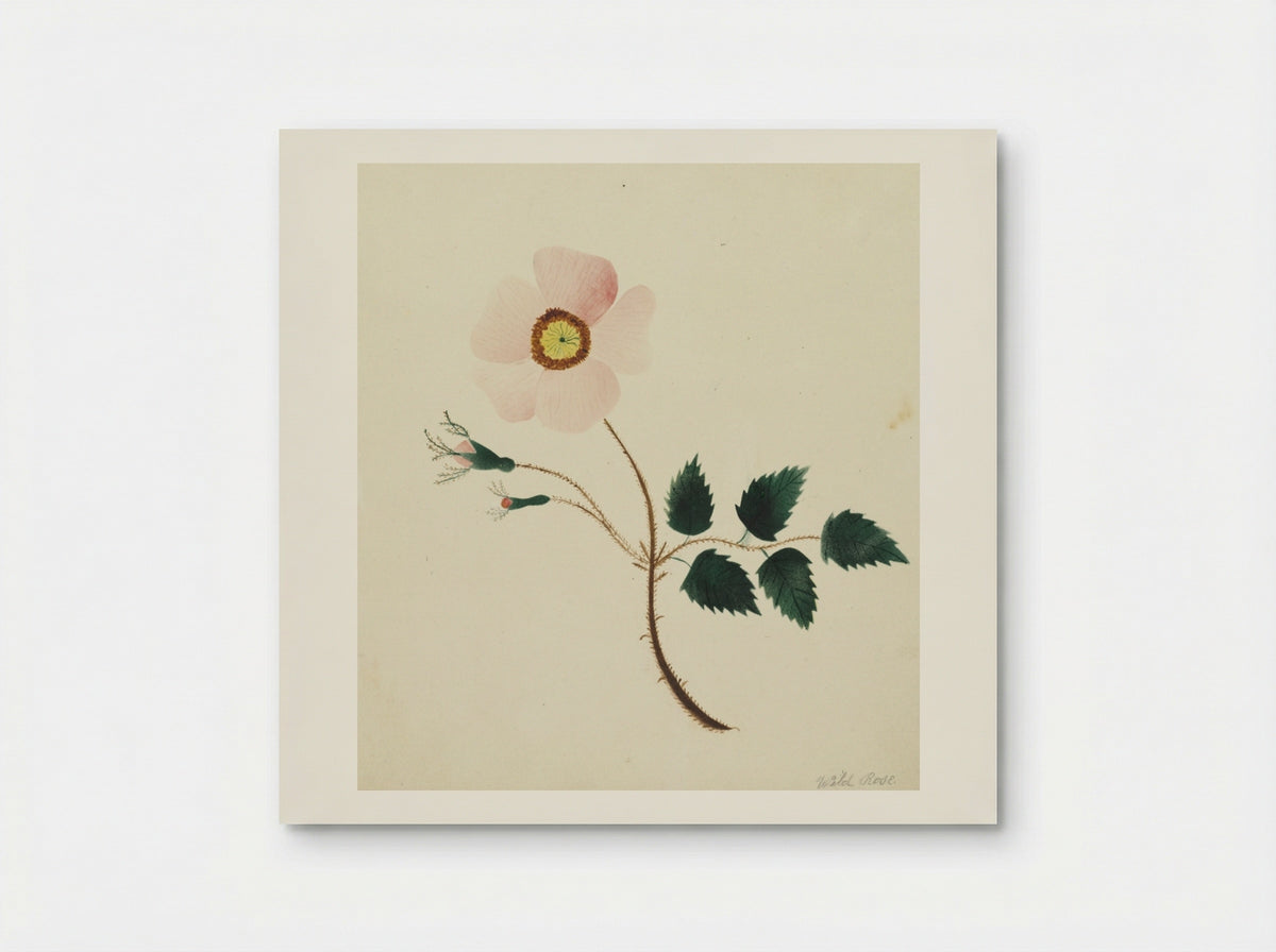 Wild Rose - Mary Altha Nims - Poster