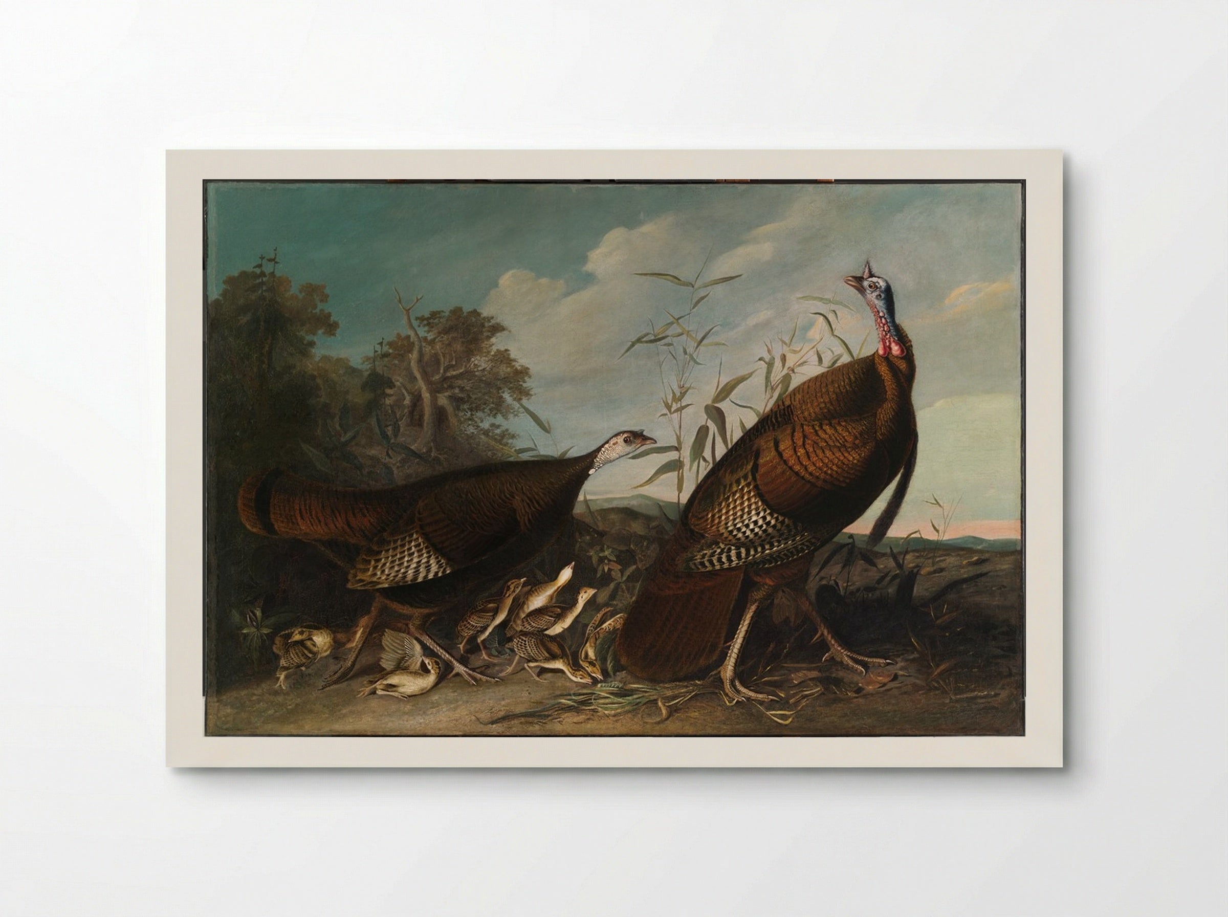 Wild Turkey Cock, Hen, and Chicks - John James Audubon - Poster
