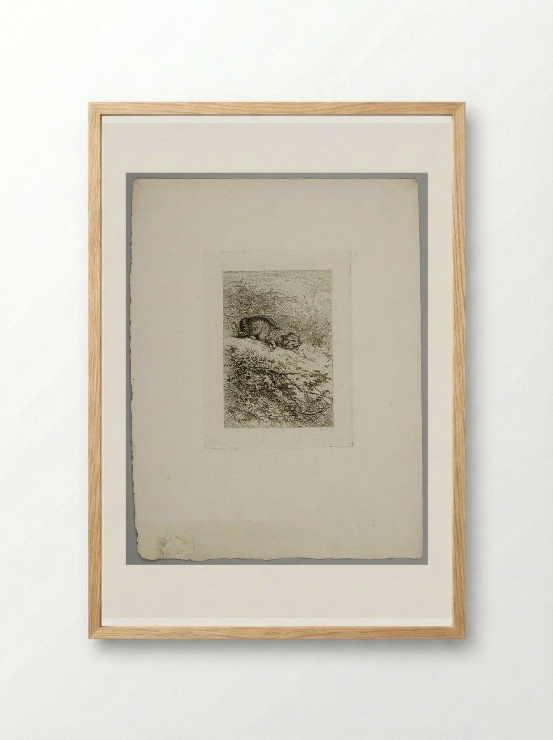 Wildcat - Karl Bodmer - Framed Print Wood