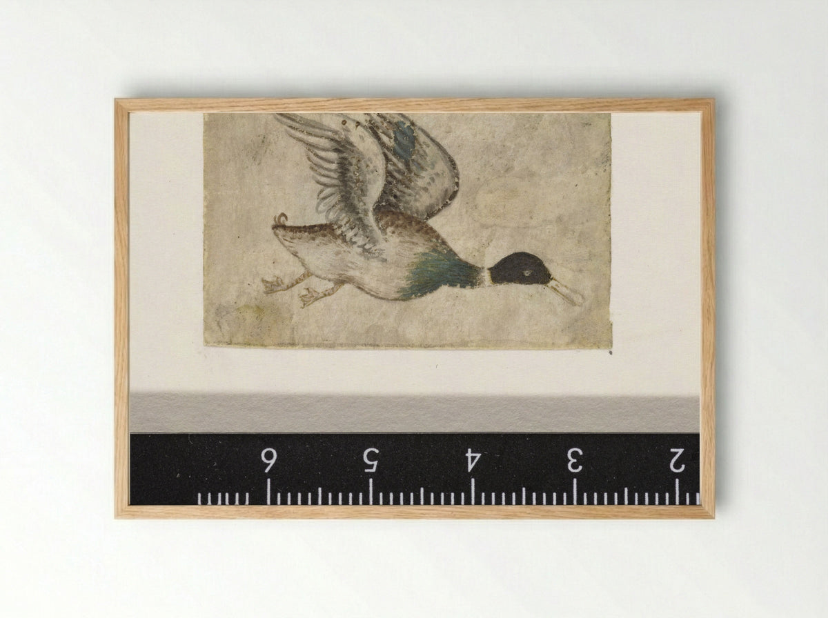 Wilde eend in de vlucht - Monogrammist HK - Framed Print Wood