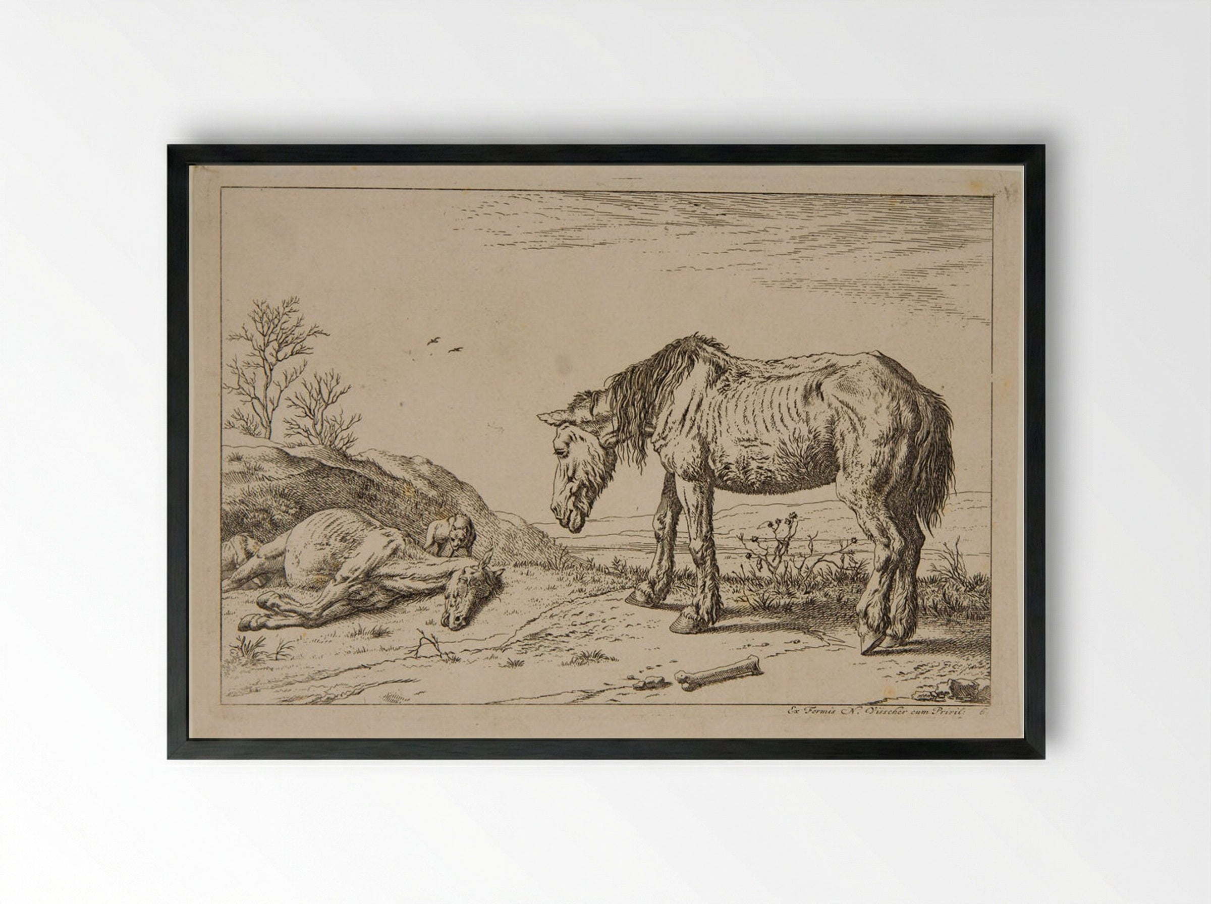 Worn-out Horse - Paulus Potter - Framed Print Black