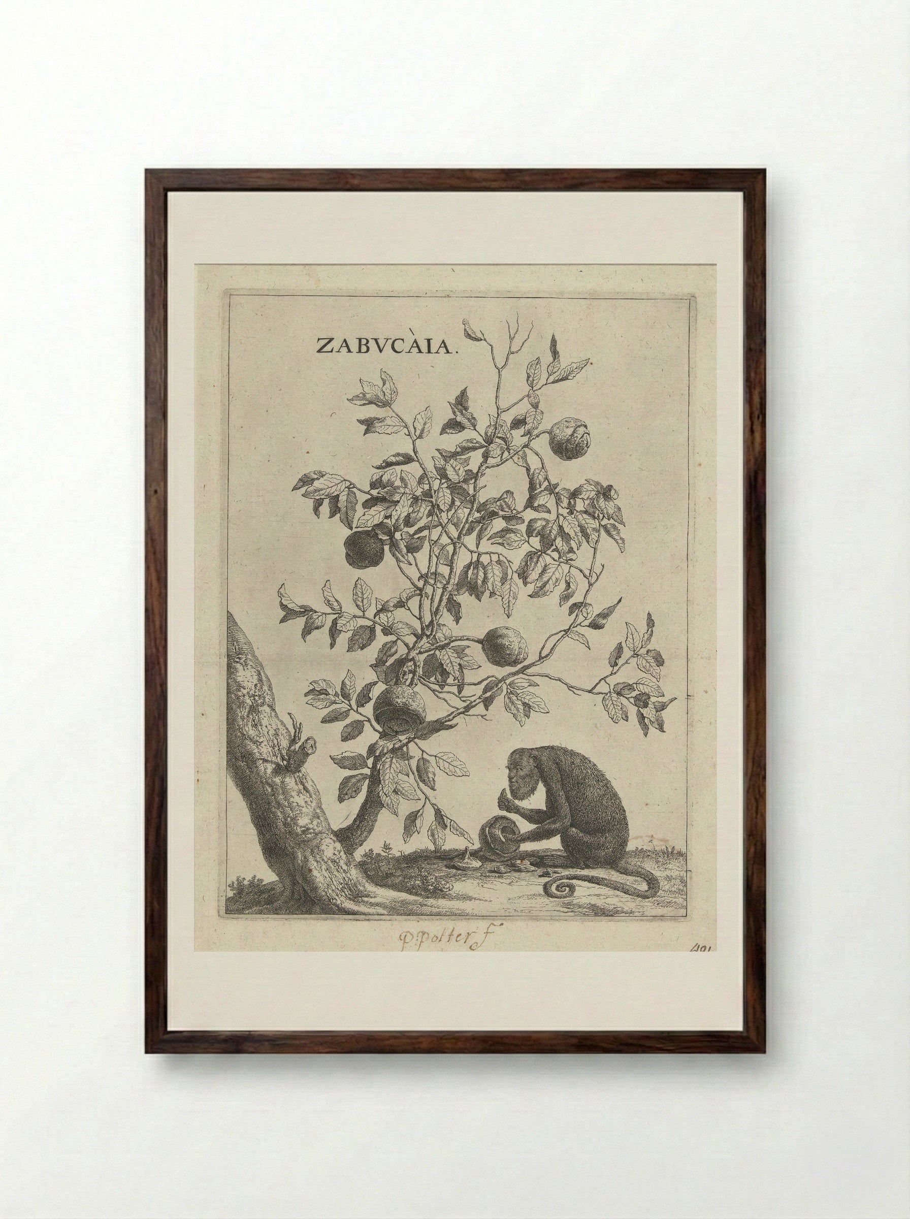 Zabucaiaboom en een aap - Paulus Potter - Framed Print Dark Wood