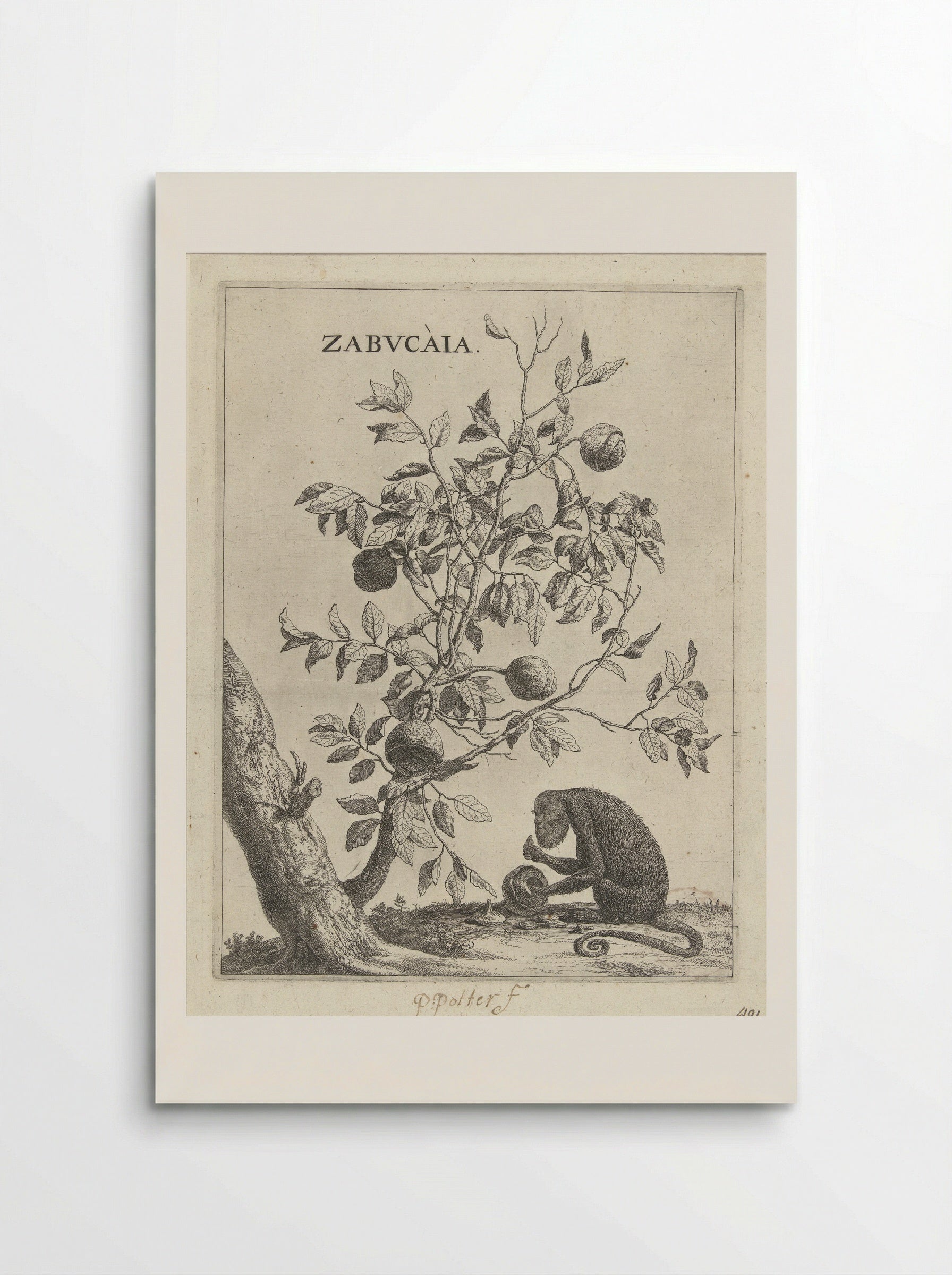 Zabucaiaboom en een aap - Paulus Potter - Poster