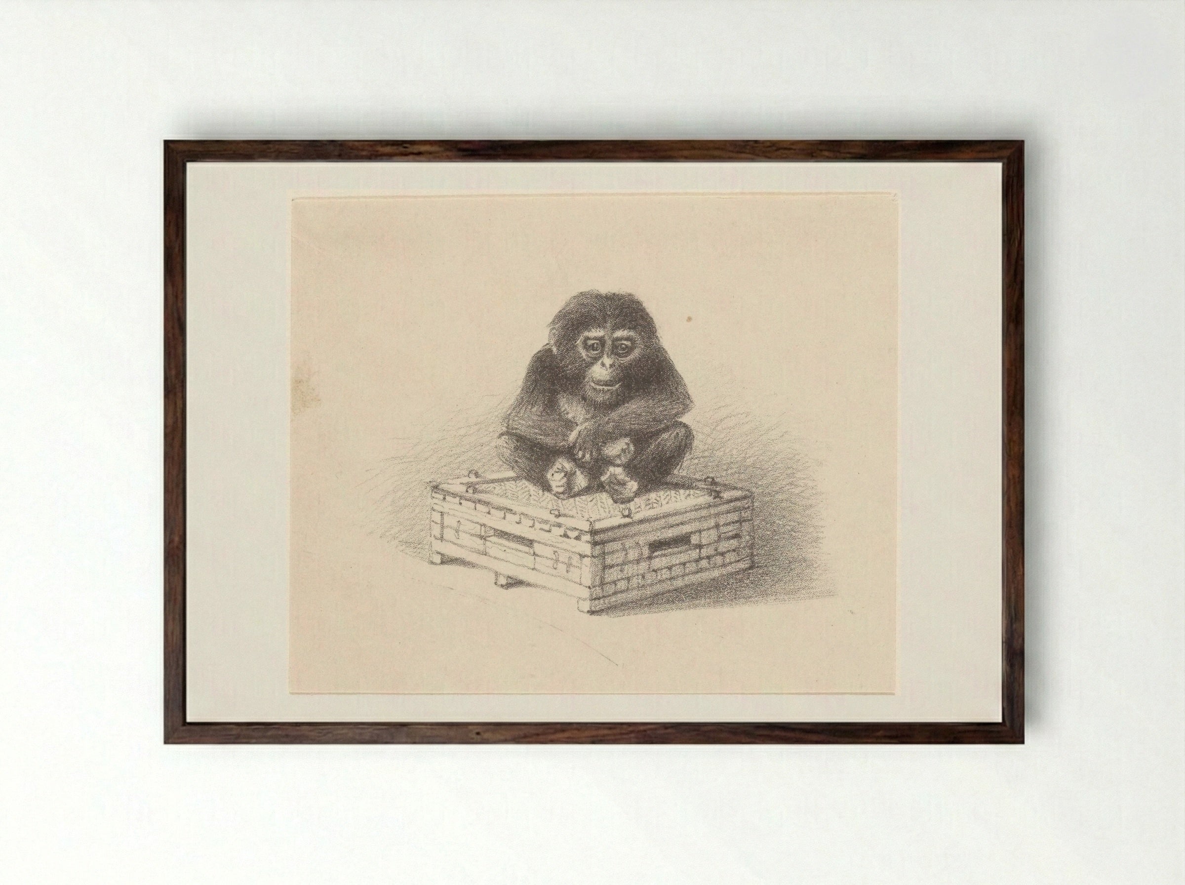 Zittende aap op kist - Theo van Hoytema - Framed Print Dark Wood