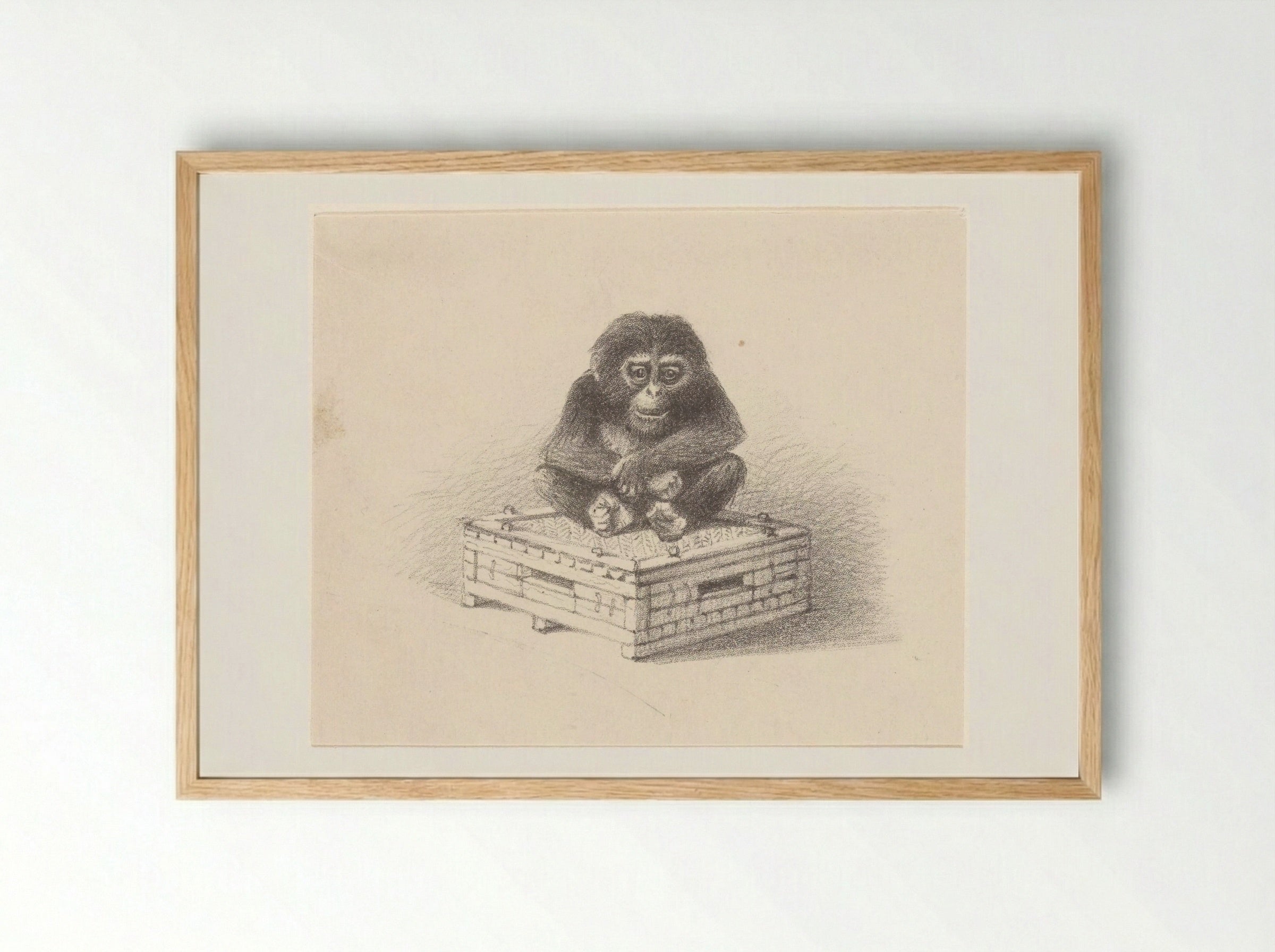 Zittende aap op kist - Theo van Hoytema - Framed Print Wood