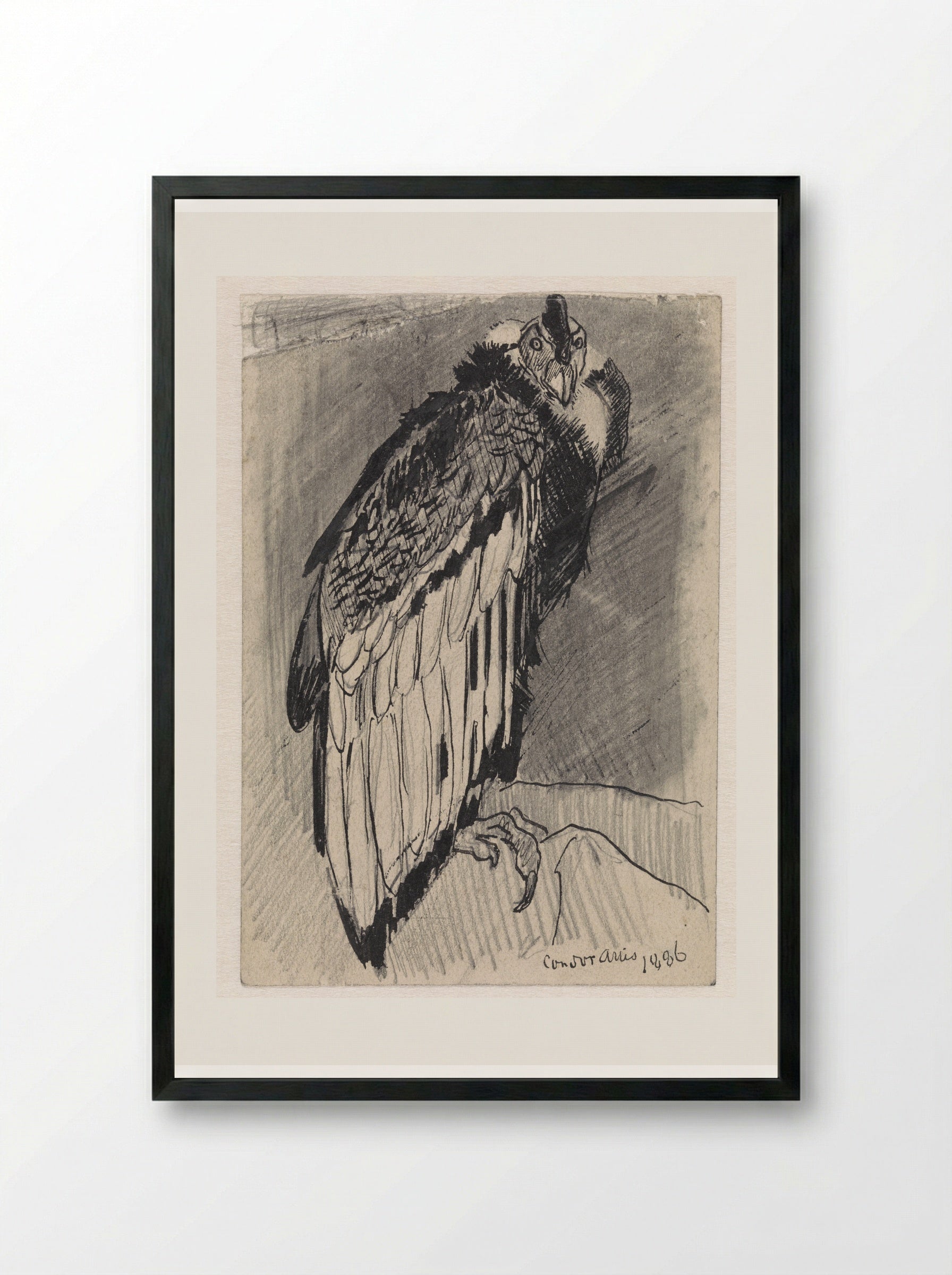 Zittende condor (Seated Condor) - Jan van Essen - Framed Print Black