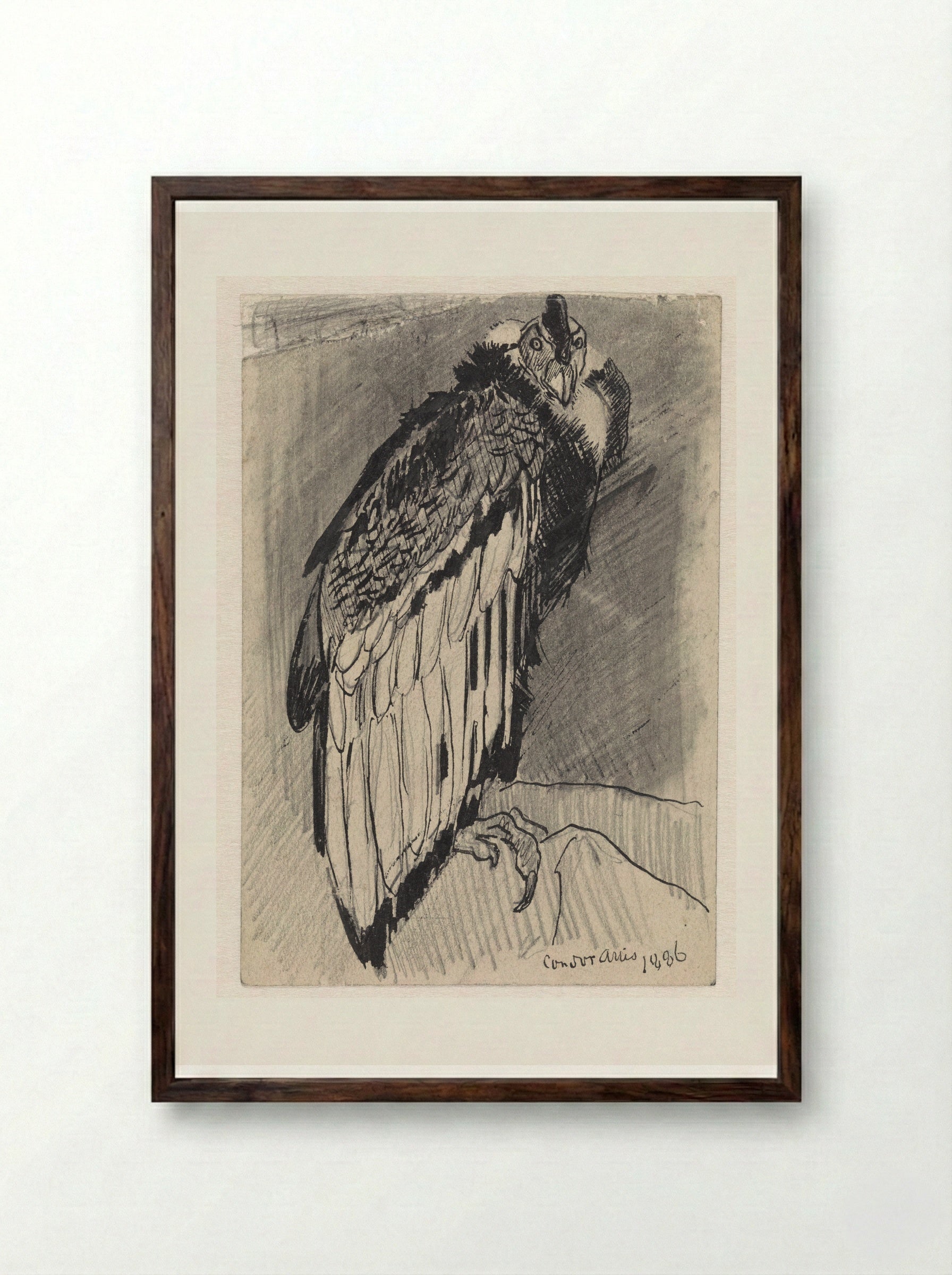 Zittende condor (Seated Condor) - Jan van Essen - Framed Print Dark Wood