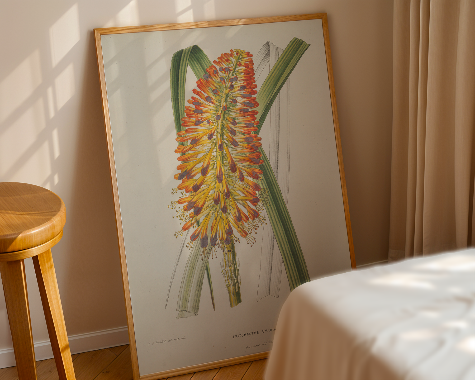 aloe-uvaria-l-a-j-wendel mockup