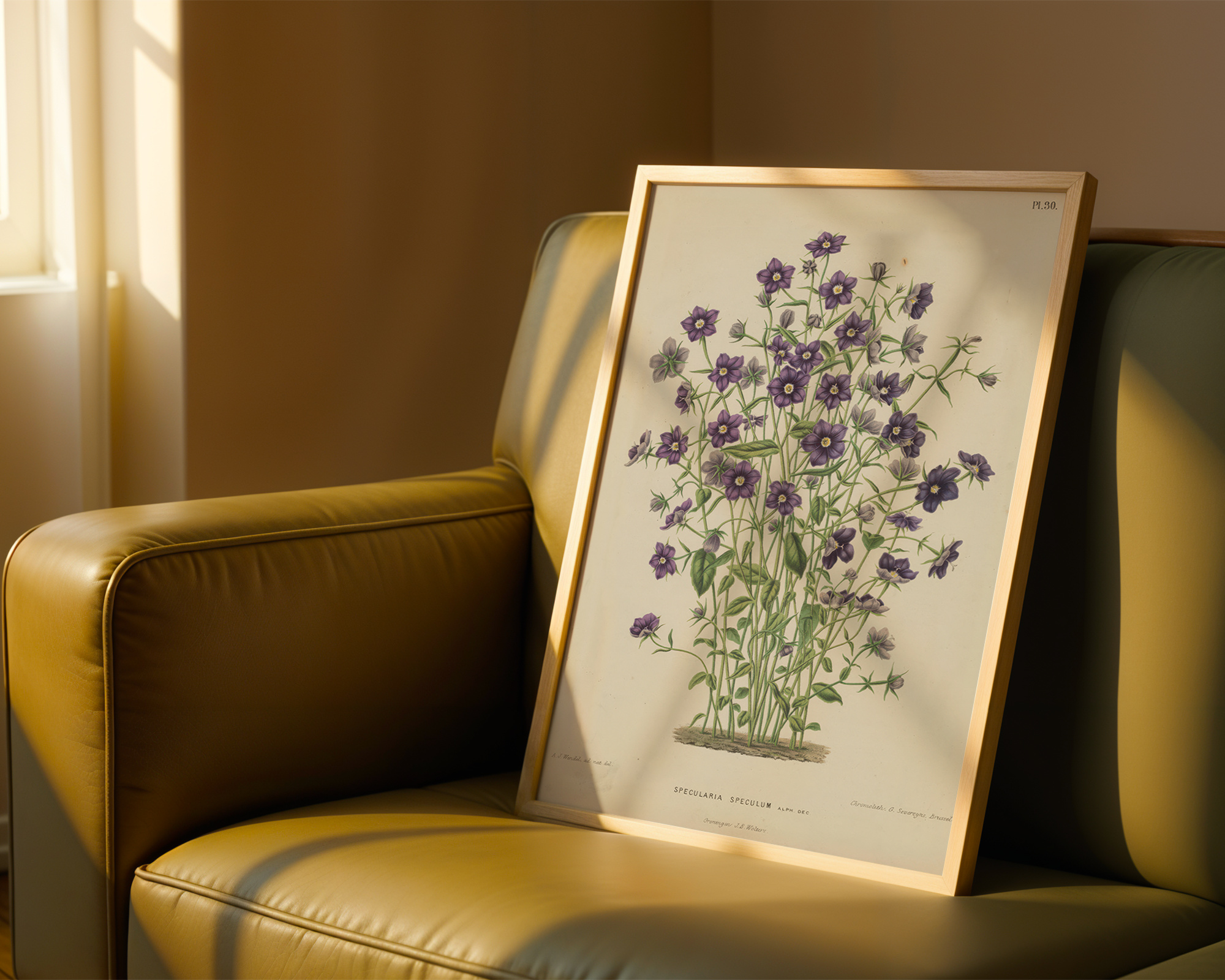campanula-speculum-veneris-l-a-j-wendel mockup