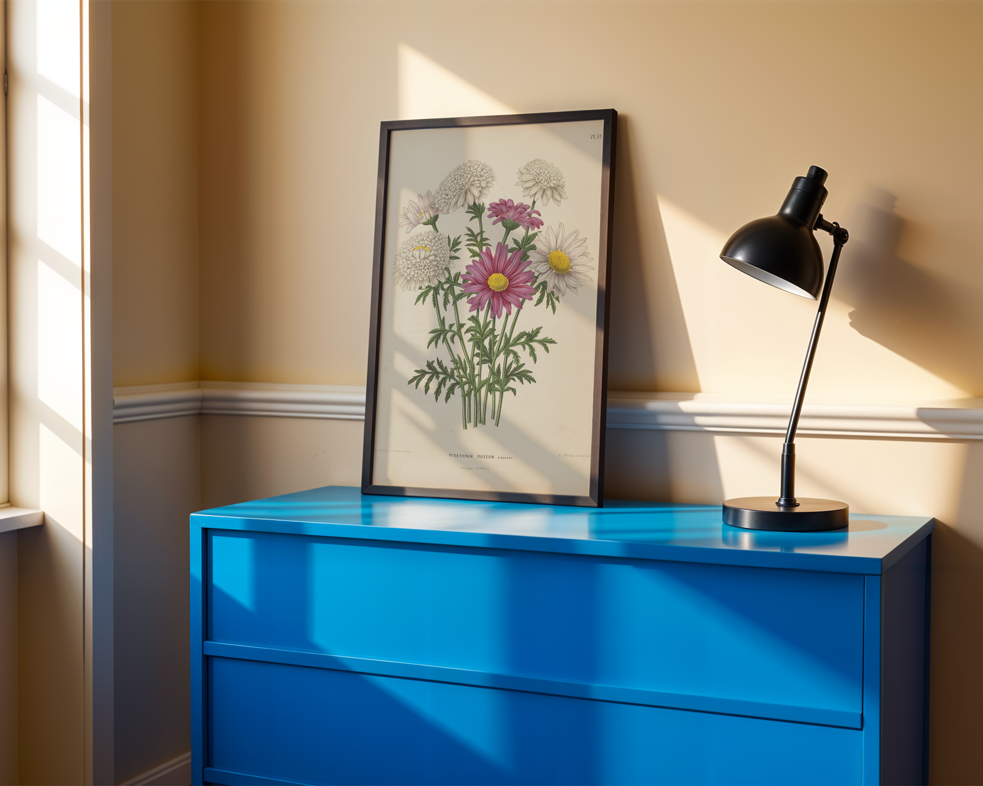 chrysanthemum-coccineum-willd-a-j-wendel mockup