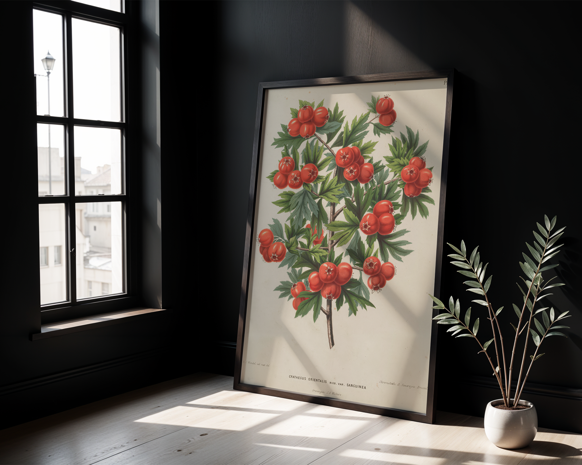 crataegus-orientalis-pallas-ex-bieb-a-j-wendel mockup