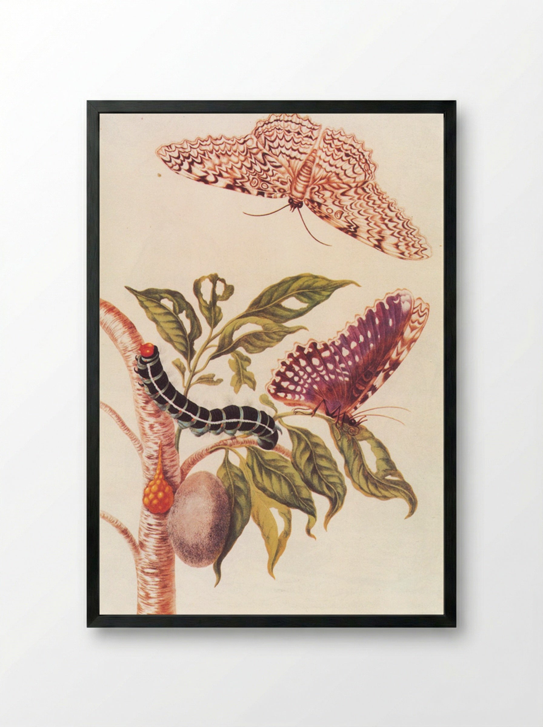 Metamorphosis of a Butterfly - Maria Sibylla Merian - Framed Print Black