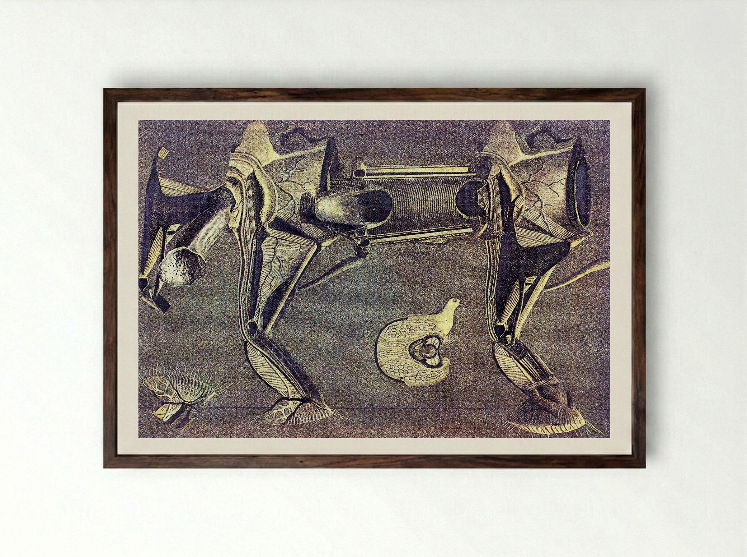 Untitled (Anatomical Study of a Horse and Bird) - Fine Art Print - Framed Print Dark Wood