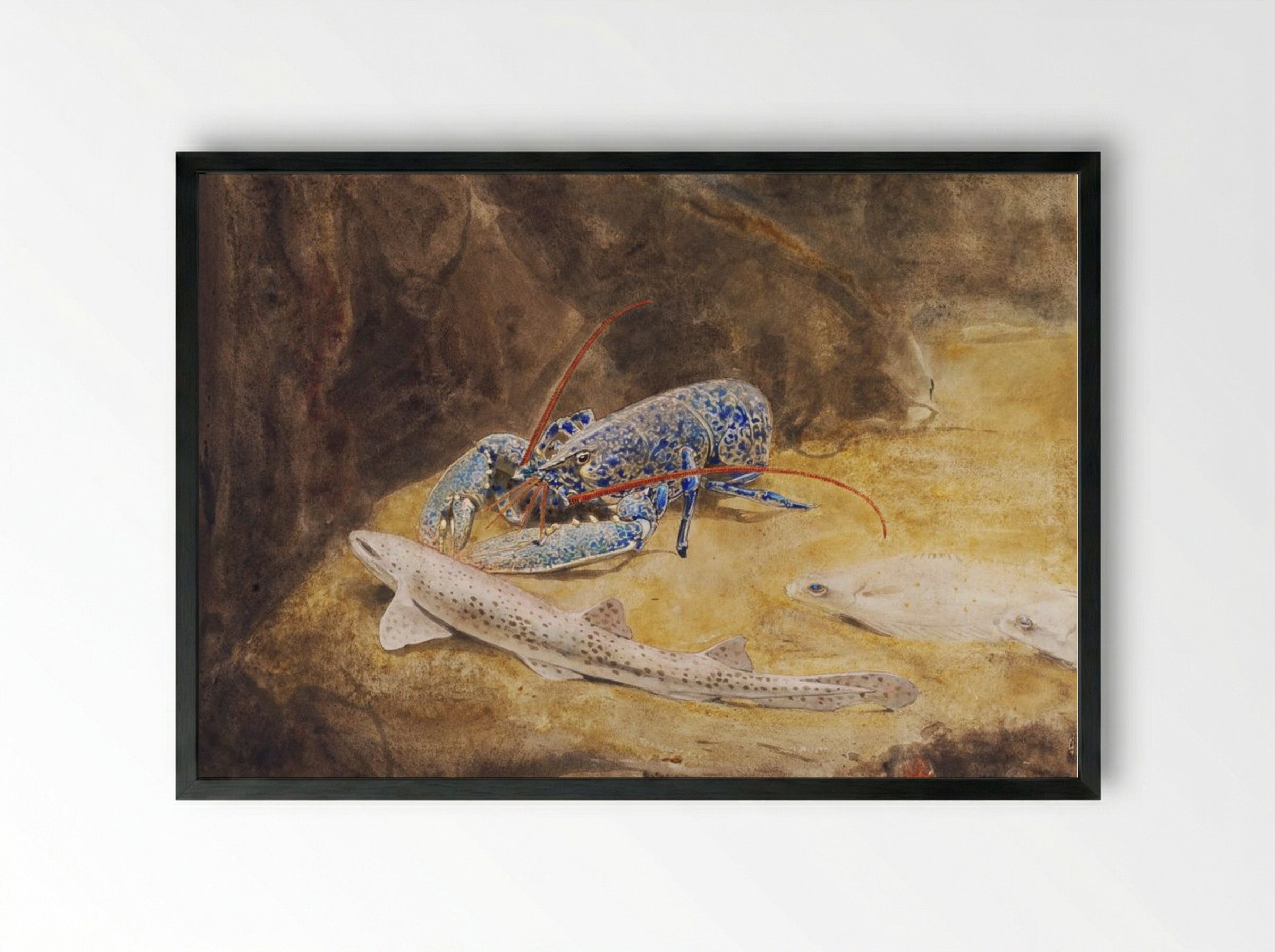 Aquarium with Three North Sea Fish, Lobster, Dogfish and Plaice - Gerrit Willem Dijsselhof - Framed Print Black