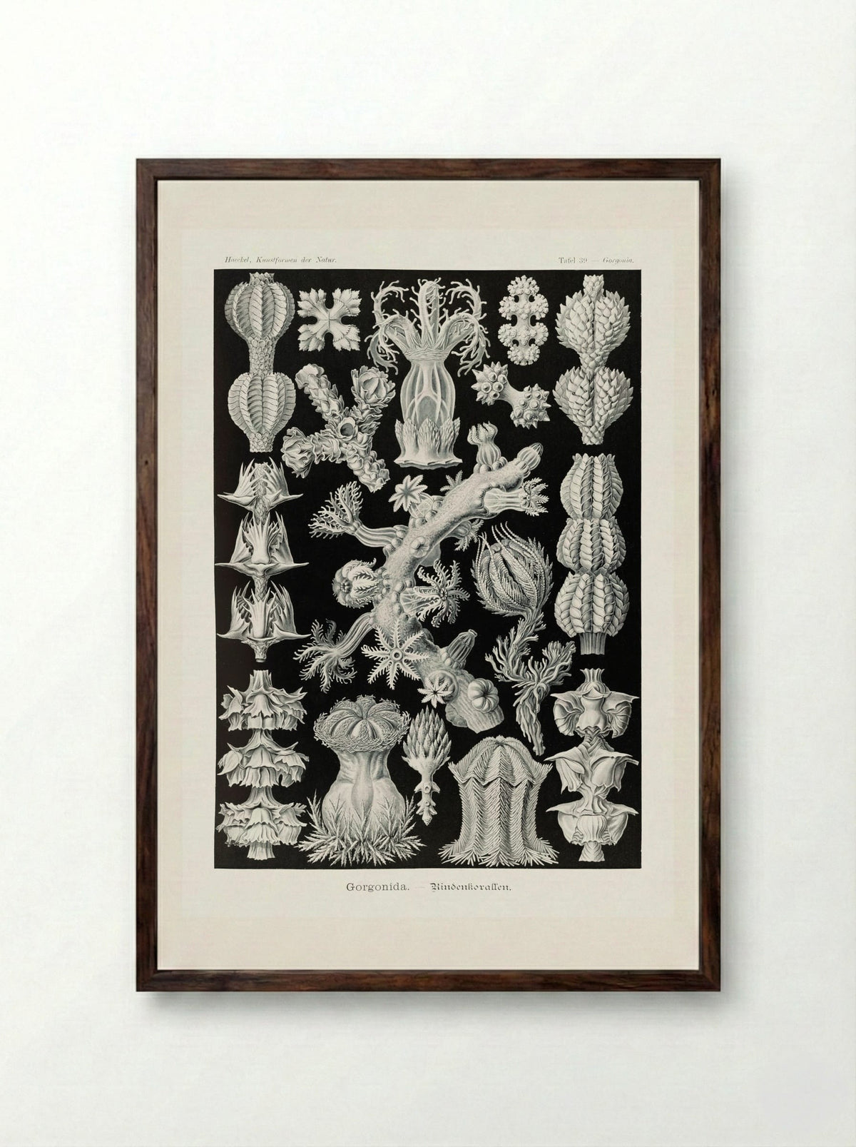 Gorgonida-Rindenkorallen (1904) - Ernst Haeckel - Framed Print Dark Wood