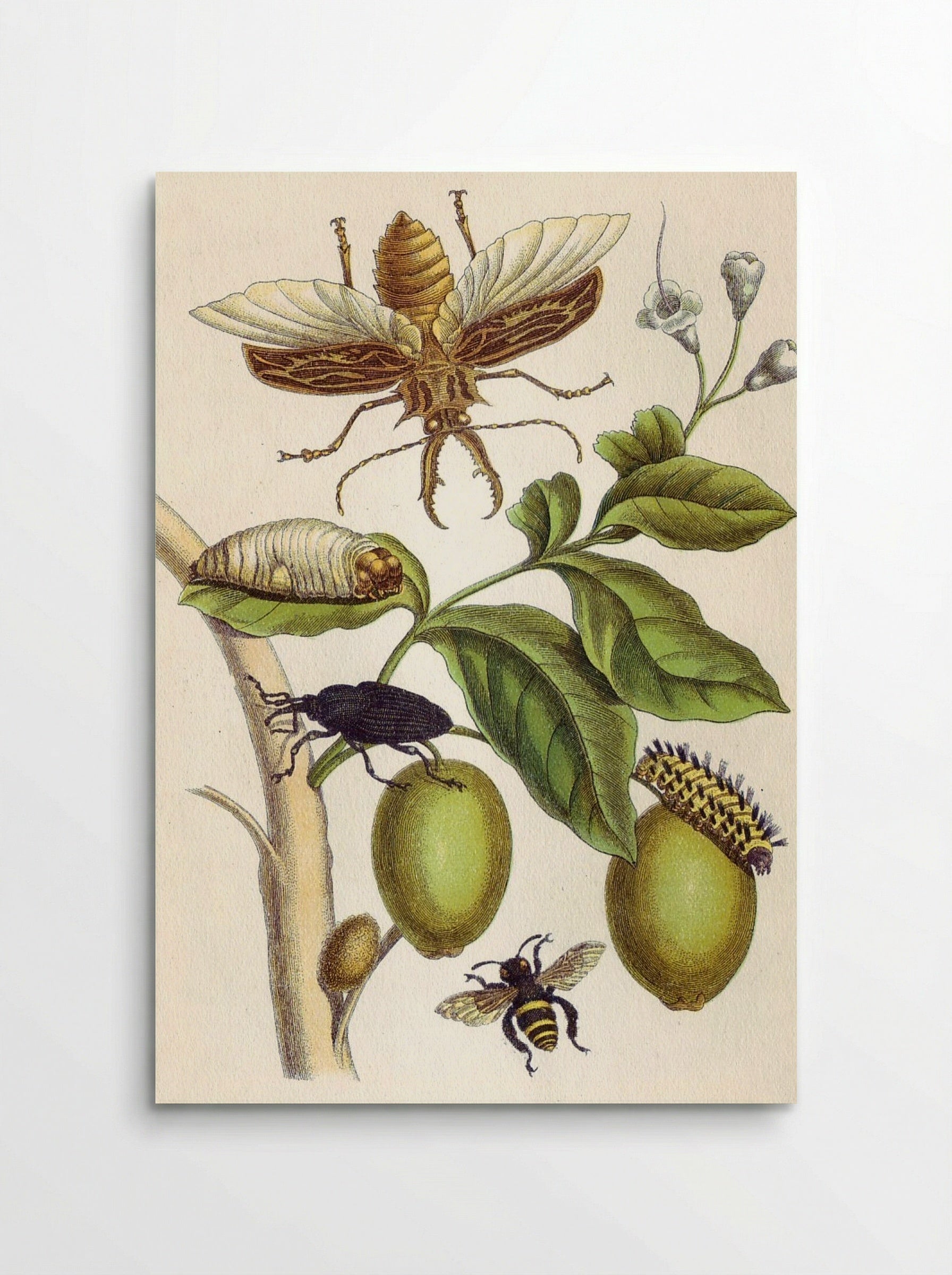 from Metamorphosis insectorum Surinamensium, Plate XLVIII - Maria Sibylla Merian - Poster